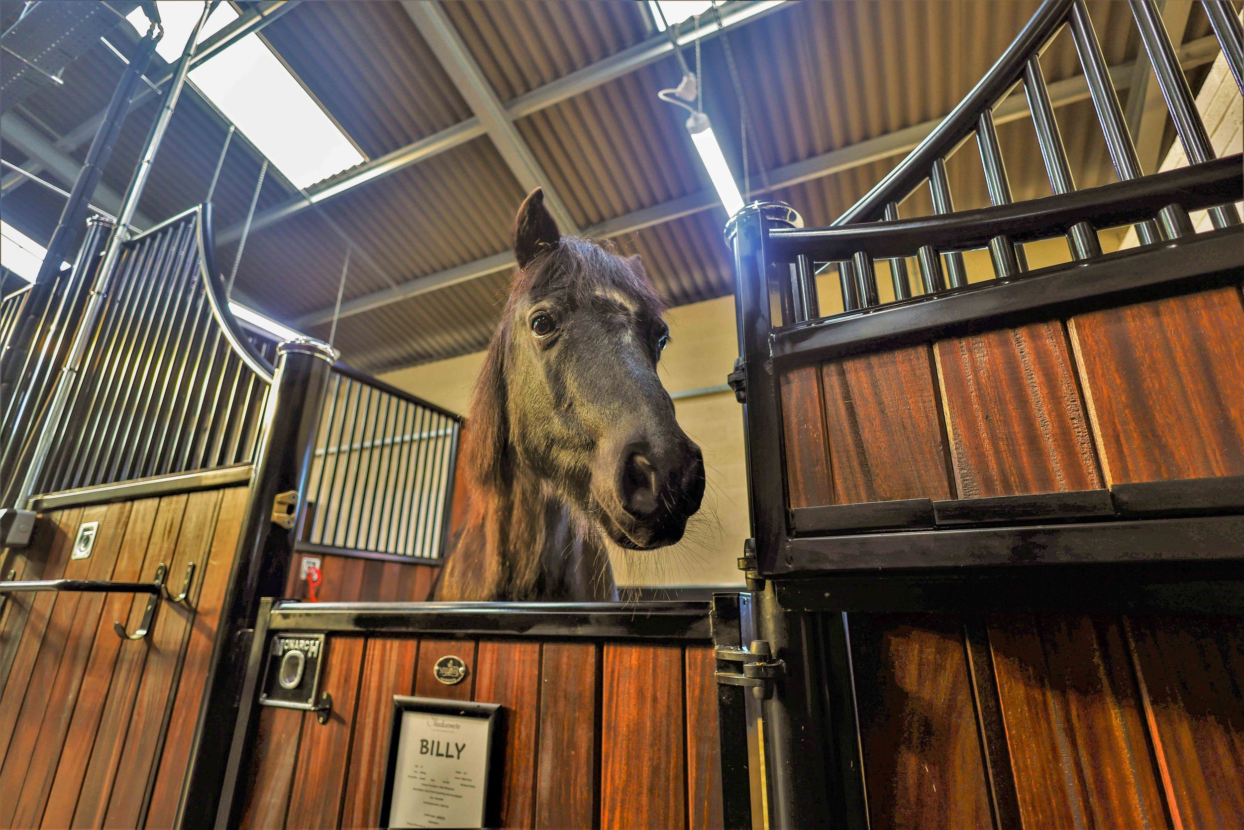 A close-up of a brown horse with a dark mane, looking into the camera, inside a stable or barn with wood-paneled walls and metal railings. There is a sign with the name "Billy" on the wall behind the horse.