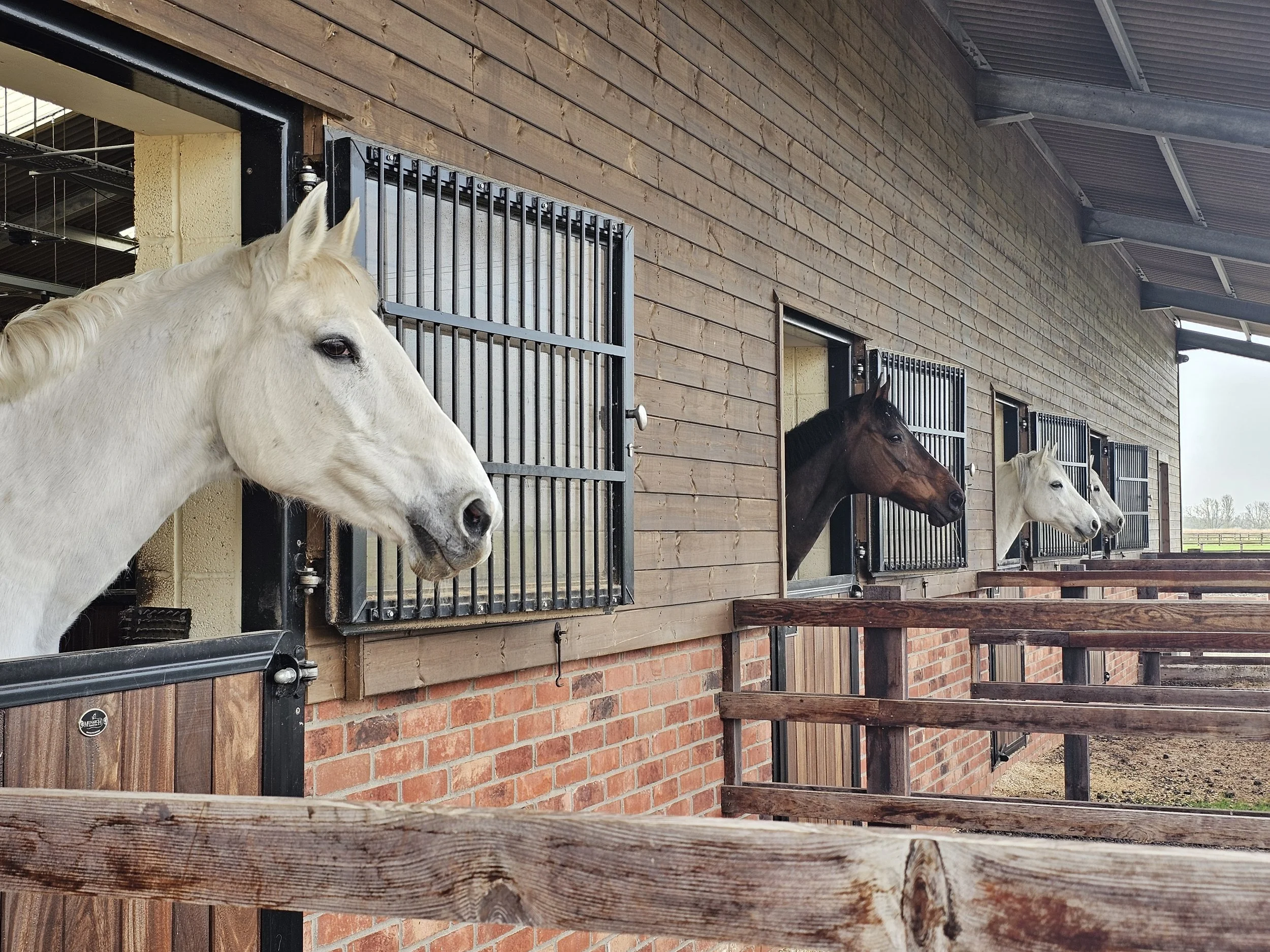 Four horses looking out from their stalls in a stable with wooden walls and barred windows.