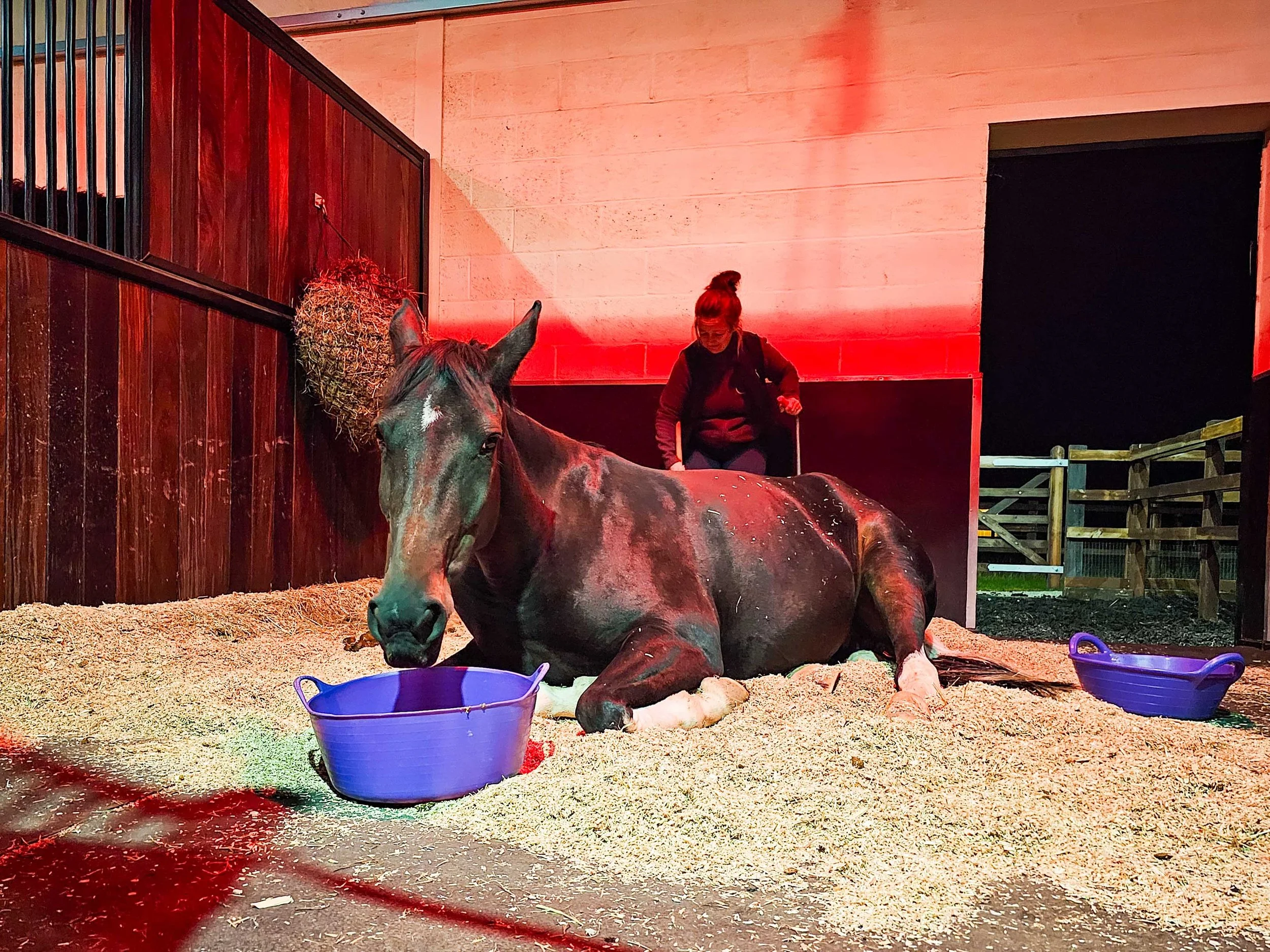 A person with red hair sitting on a horse that is lying down in a stable with wooden walls, hay on the floor, and colorful buckets nearby.