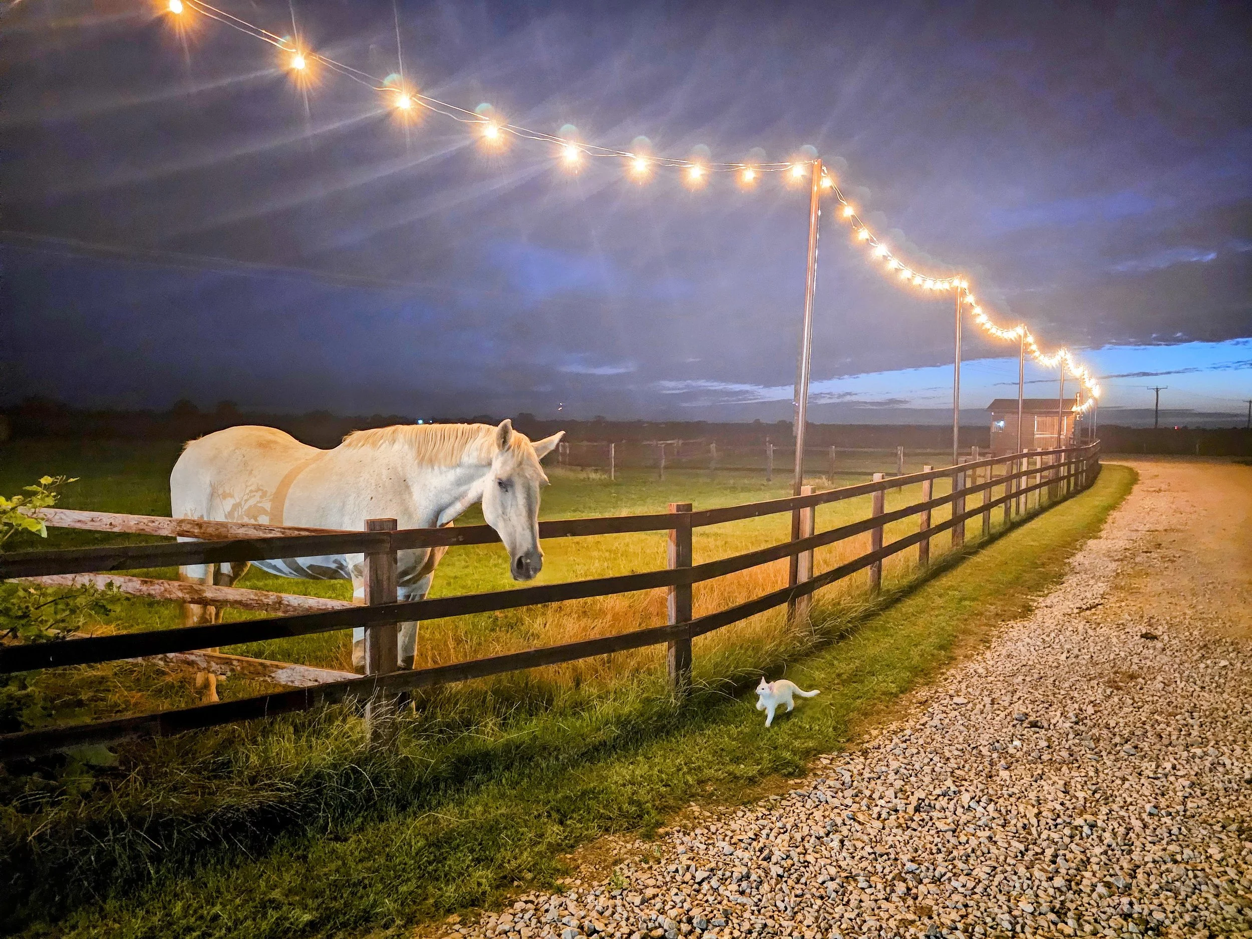 Nighttime outdoor scene with string lights hanging overhead, a white horse near a wooden fence, and a small white dog on a gravel path.