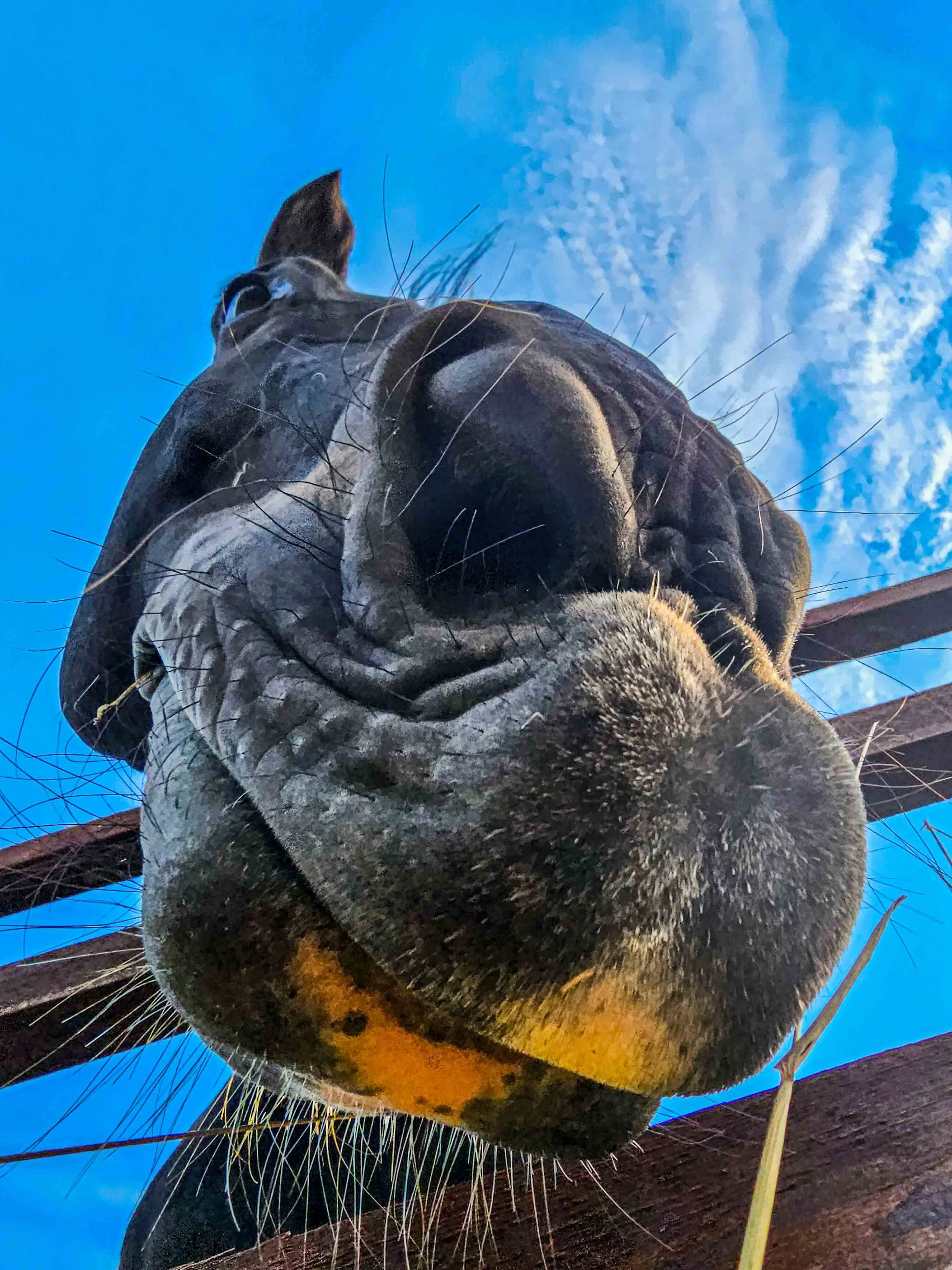 equine-horse-nose-close-up-sky-fence