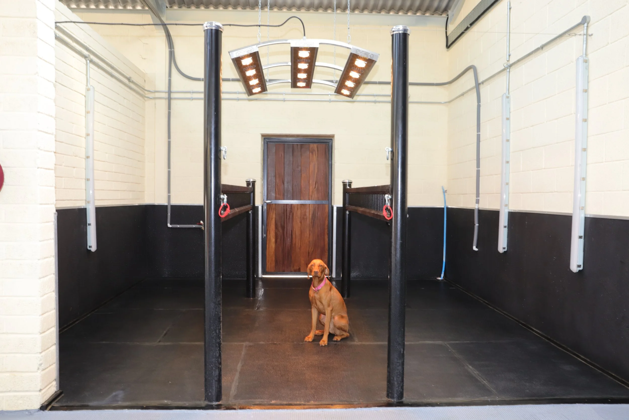 A medium-sized brown dog with a pink collar sitting inside a doorway with black walls and a wooden door, under a large sauna heater or lighting fixture hanging from the ceiling, in an industrial-style room with cream brick walls and visible electrical conduits.