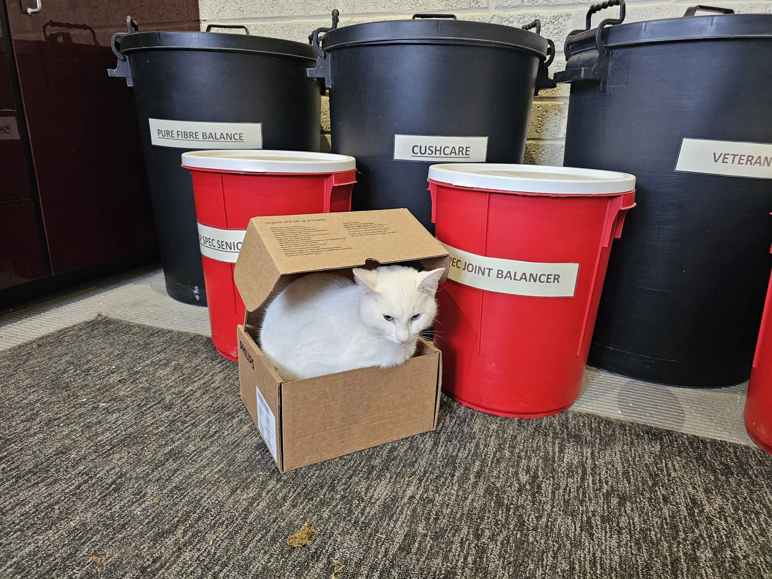A white cat with blue eyes sitting inside a brown cardboard box, surrounded by large black and red buckets with labels, on a gray carpeted floor outside a building.