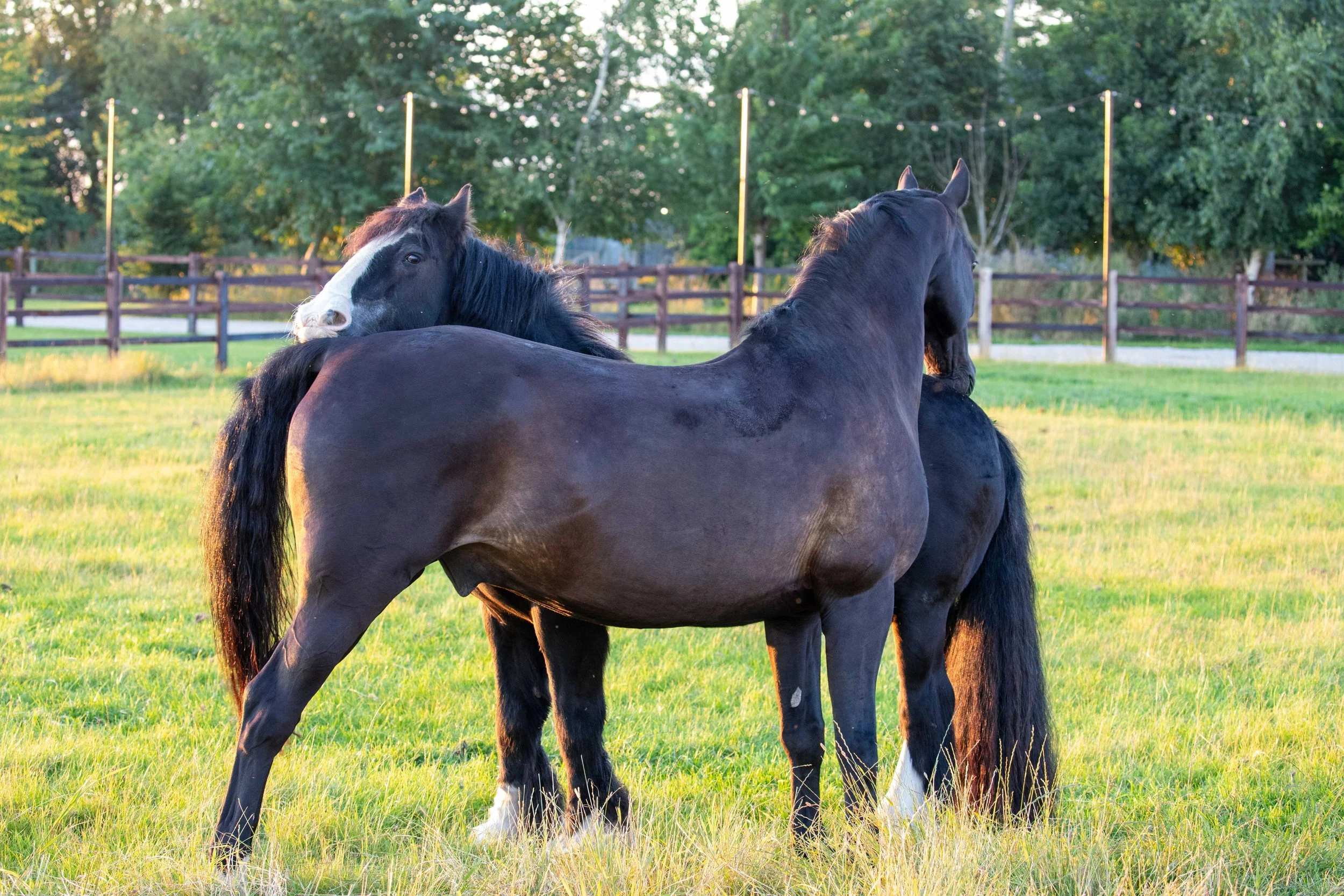 Two black horses, one with white markings on its face, standing in a green pasture surrounded by wooden fences and trees in the background, during sunset.