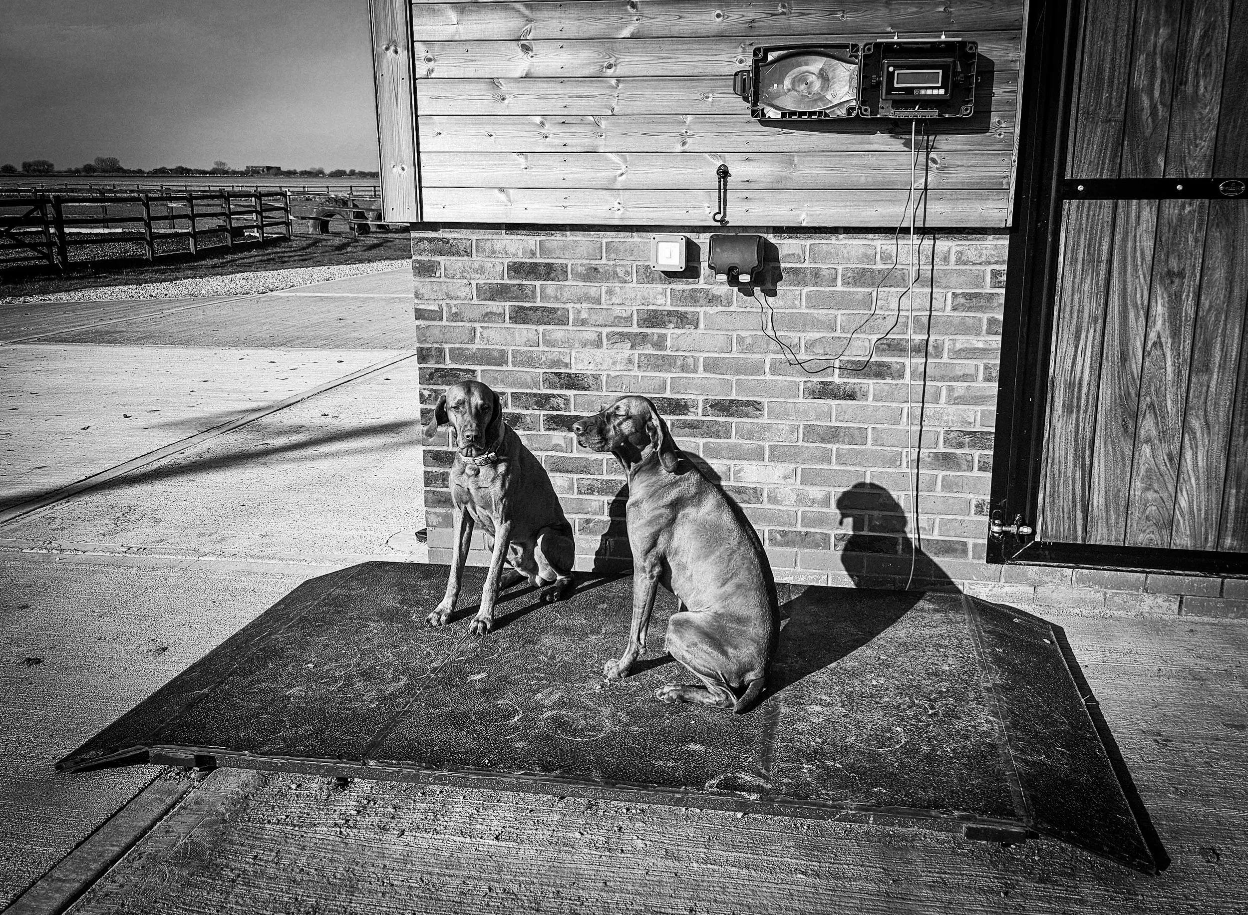 dogs-equine-weighbridge-luxury-stables-retirement-livery