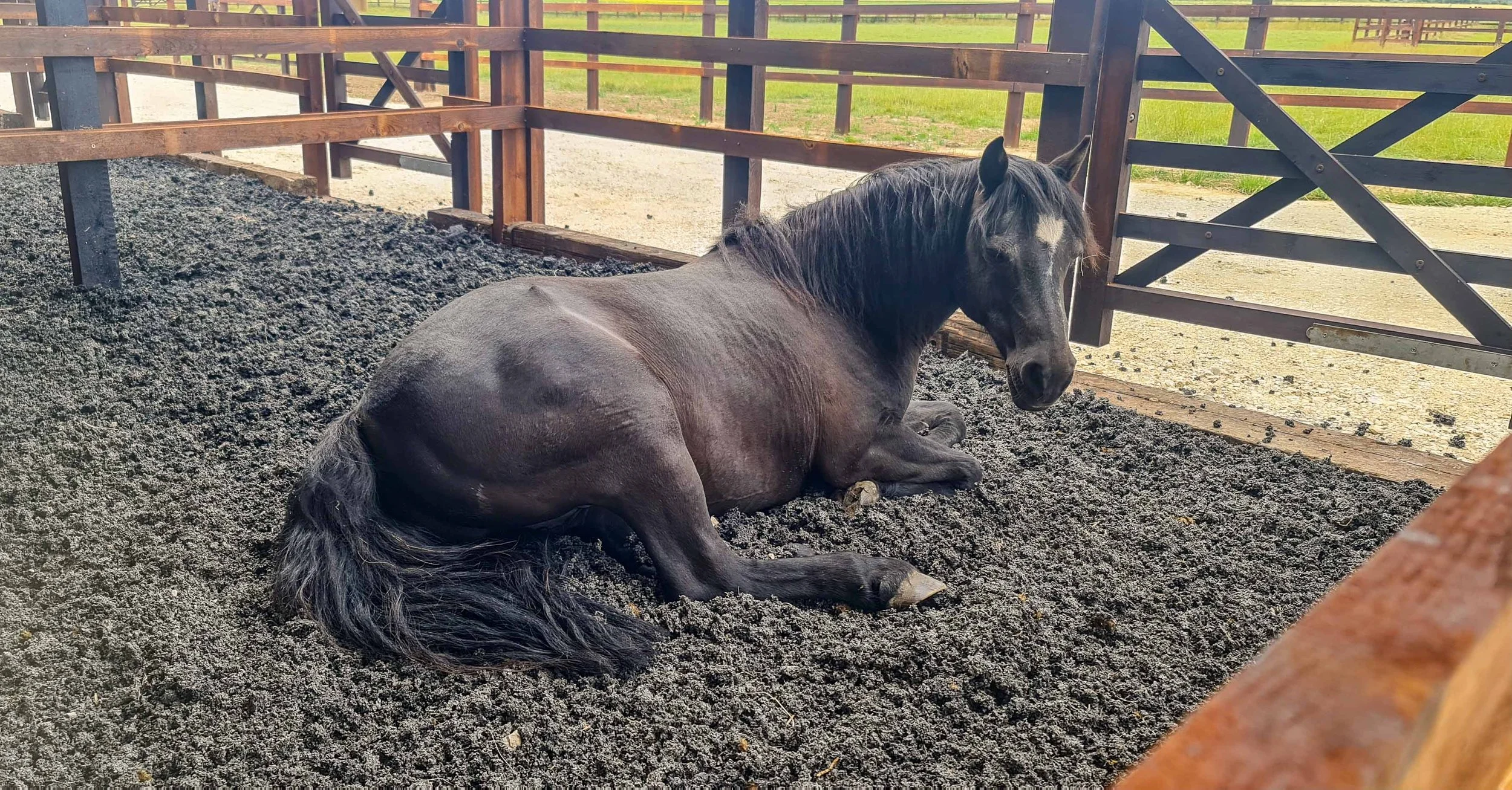 horse-luxury-equine-turnout-pen-all-weather