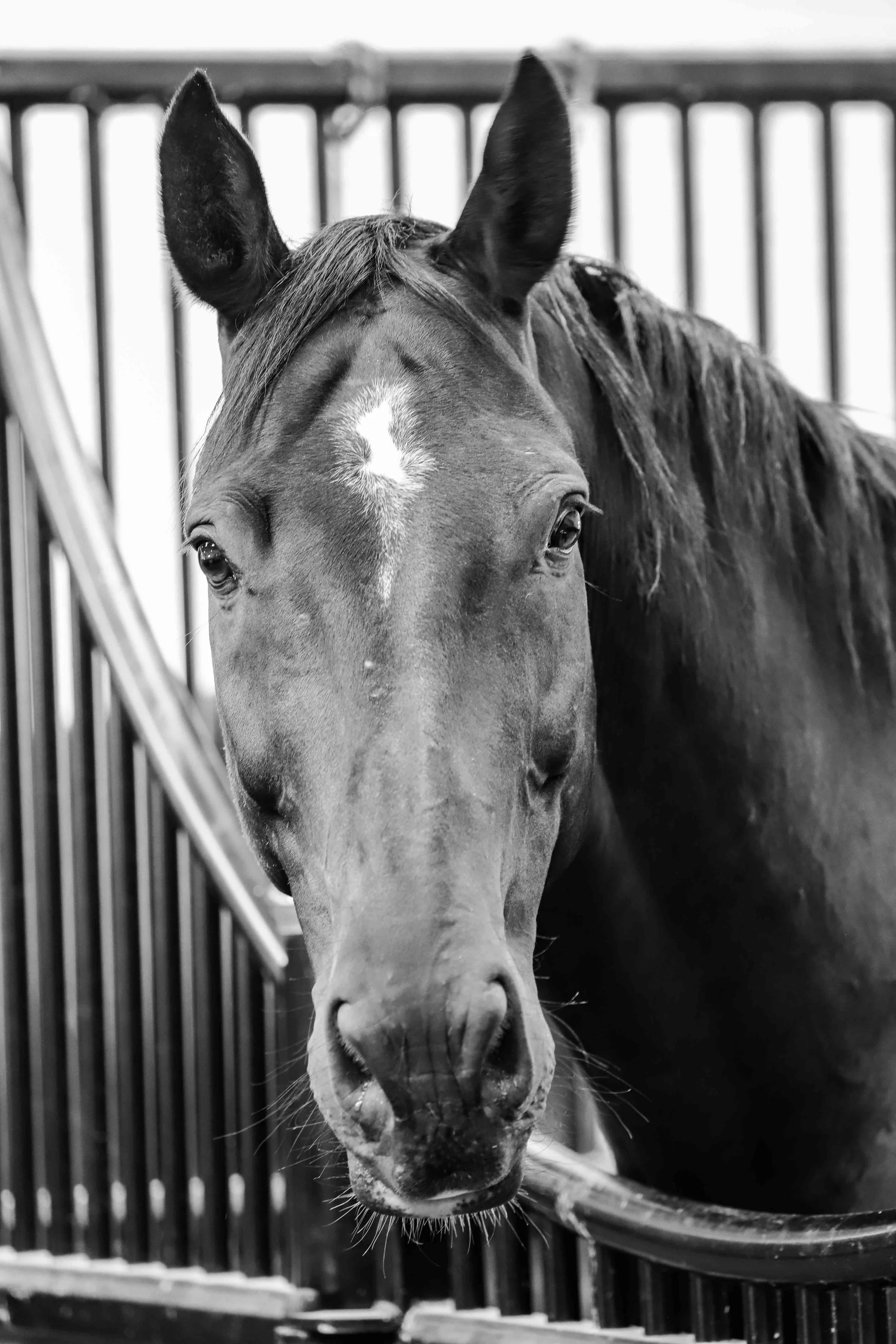 Close-up of a horse's face in a stable, with a background of wooden bars, in black and white.