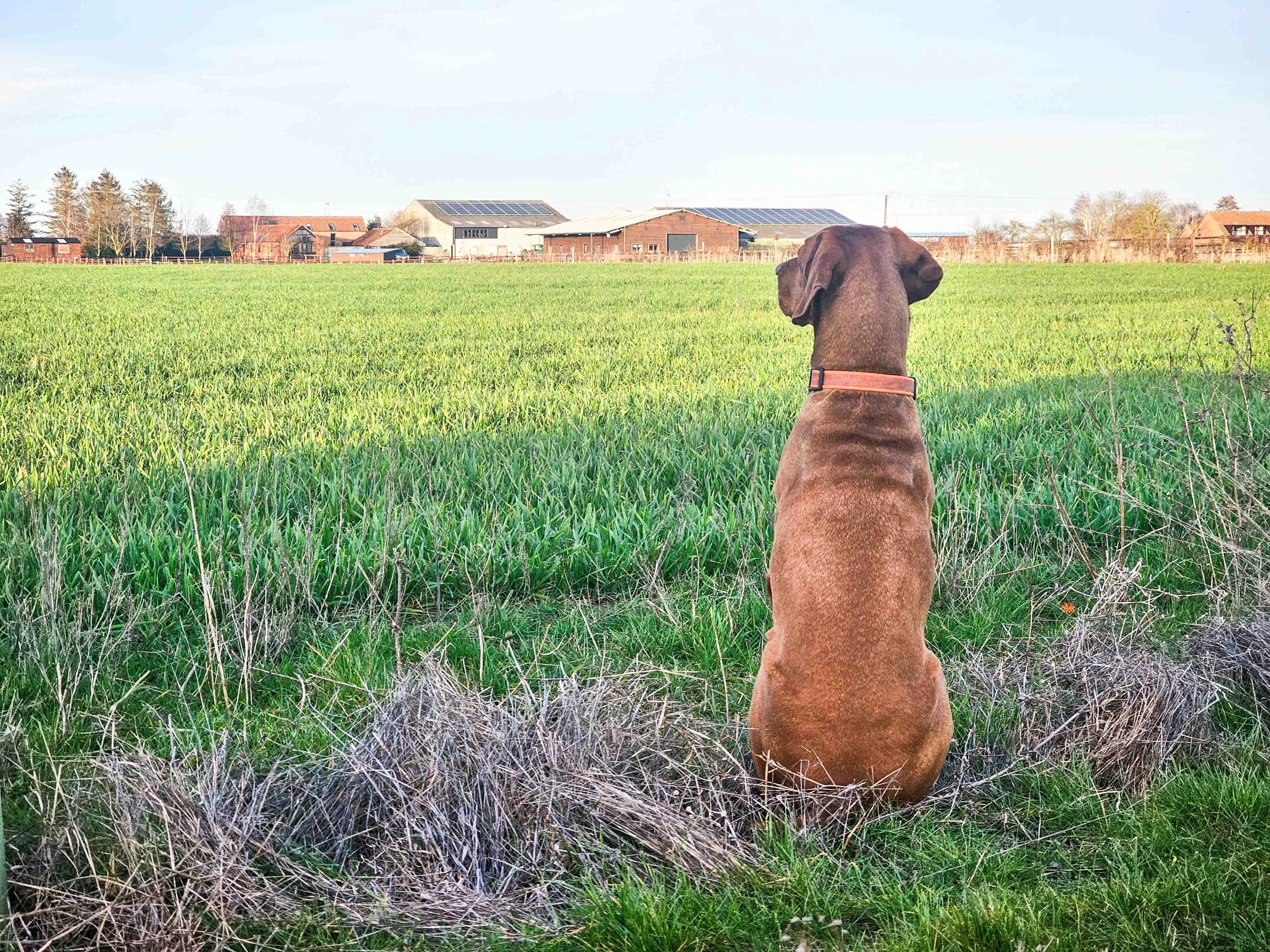 A brown dog sitting in a field of green grass, looking towards a distant farm with barns and houses under a clear sky.