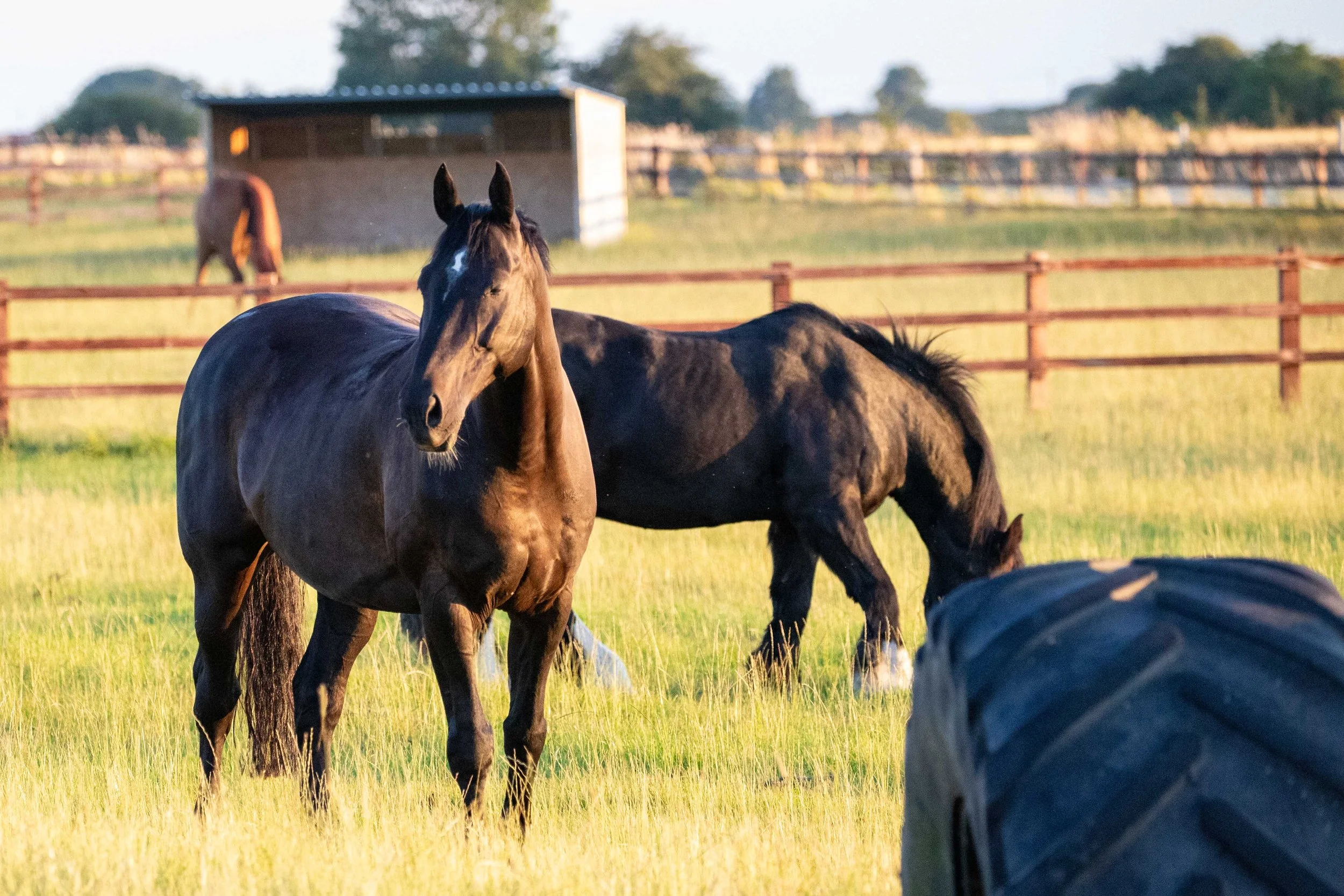 A black horse with a white star on its forehead standing in a grassy field with other horses and a wooden fence in the background.