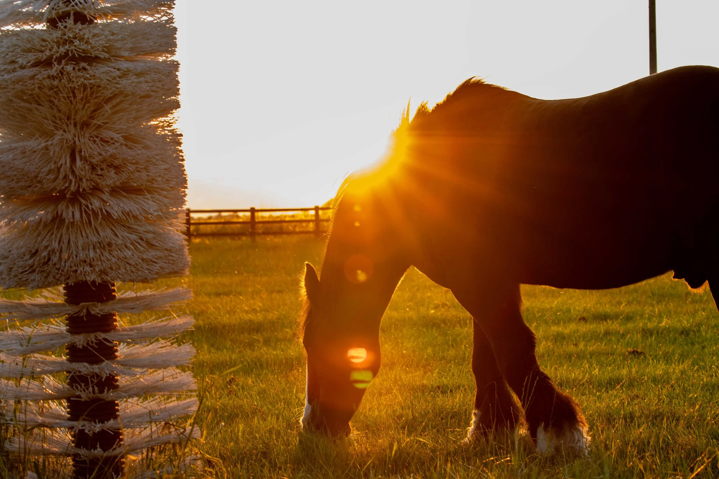 A horse standing in a field during sunset beside a white scratch post