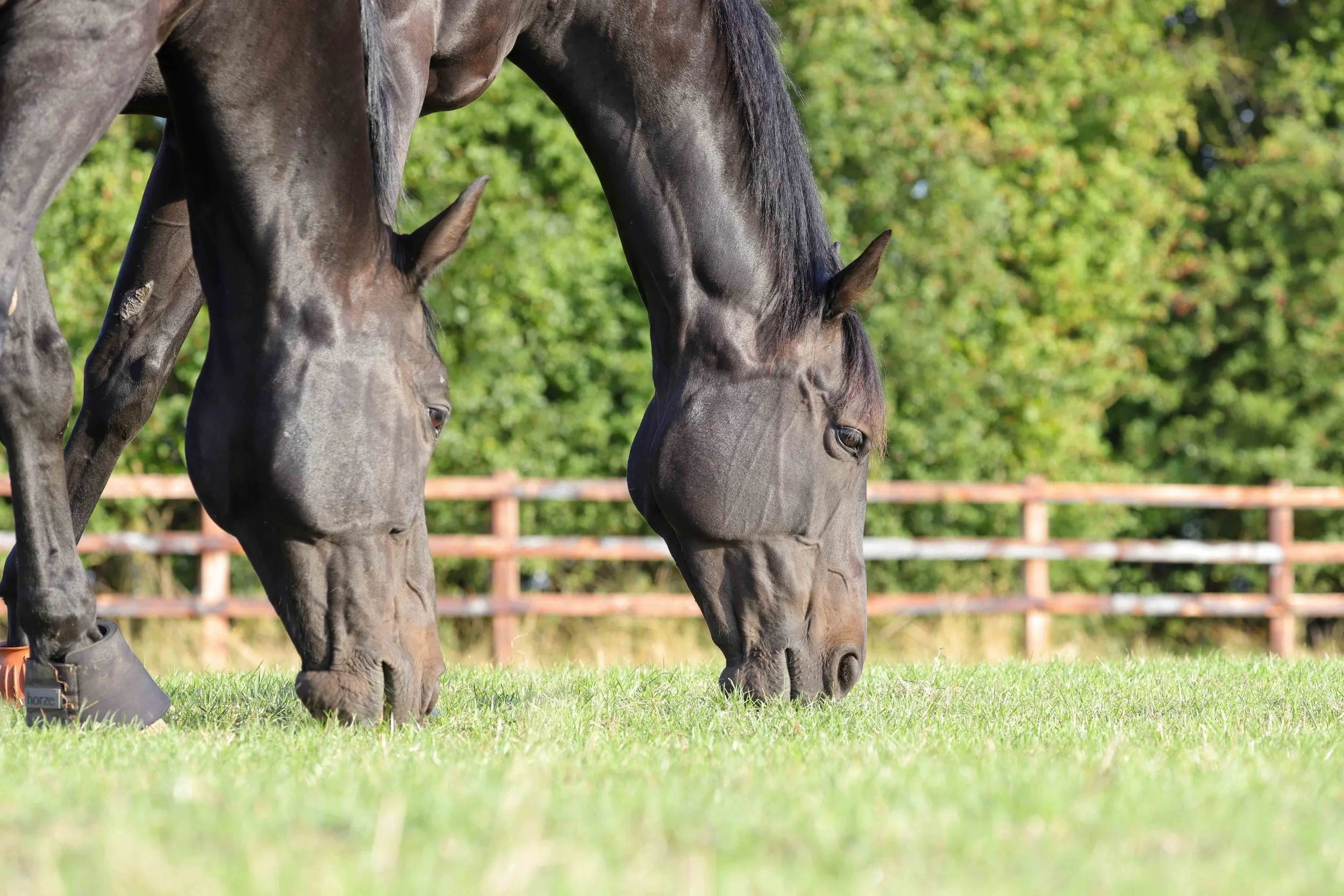 equine-horse-graze-paddock-two