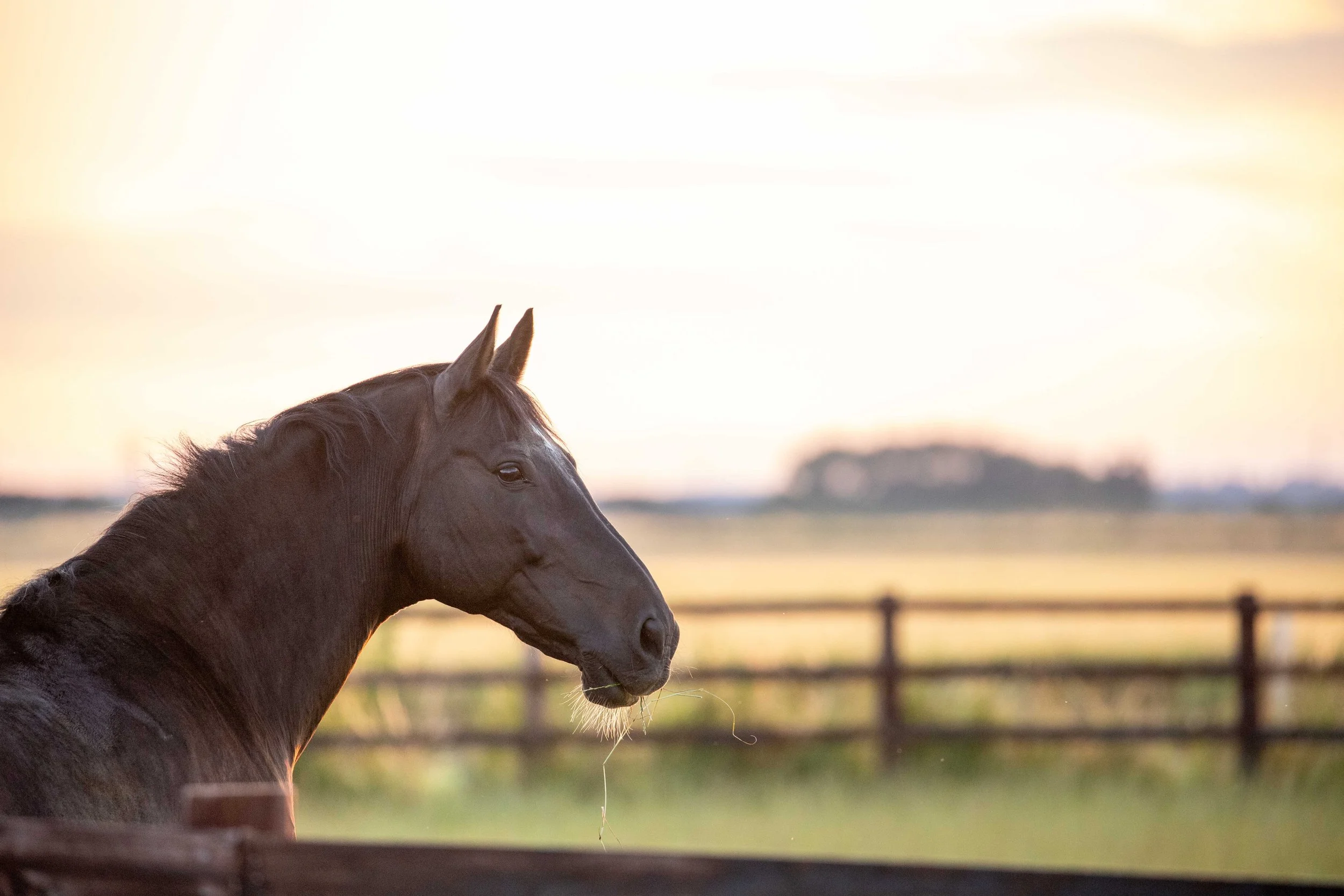 The image shows a horse with a dark mane, standing outdoors during a sunset or sunrise, with a wooden fence in the background.