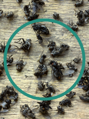 Moth and Cluster Flies Pest Control.png