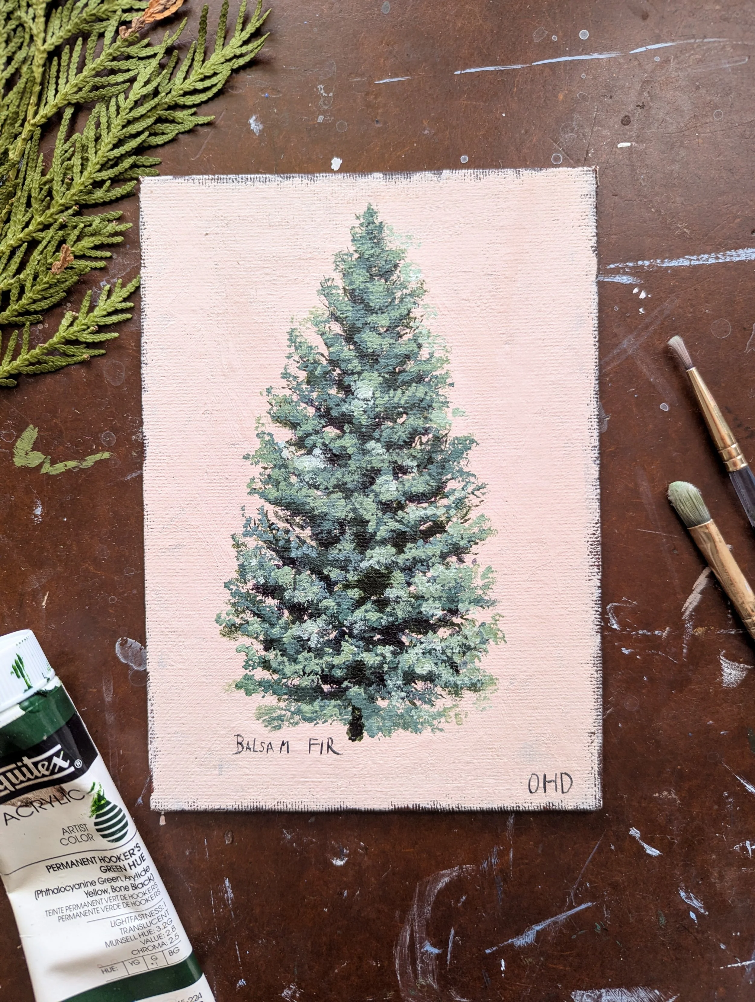 Balsam Fir