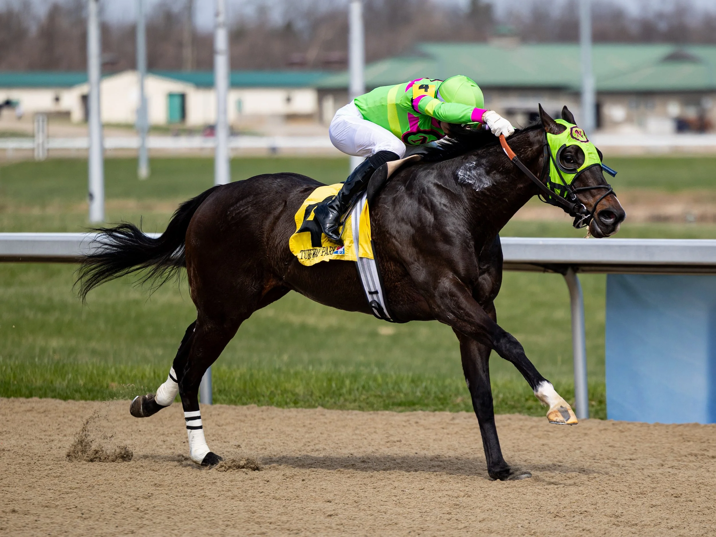 Hogie the Player - Finish 01.jpg