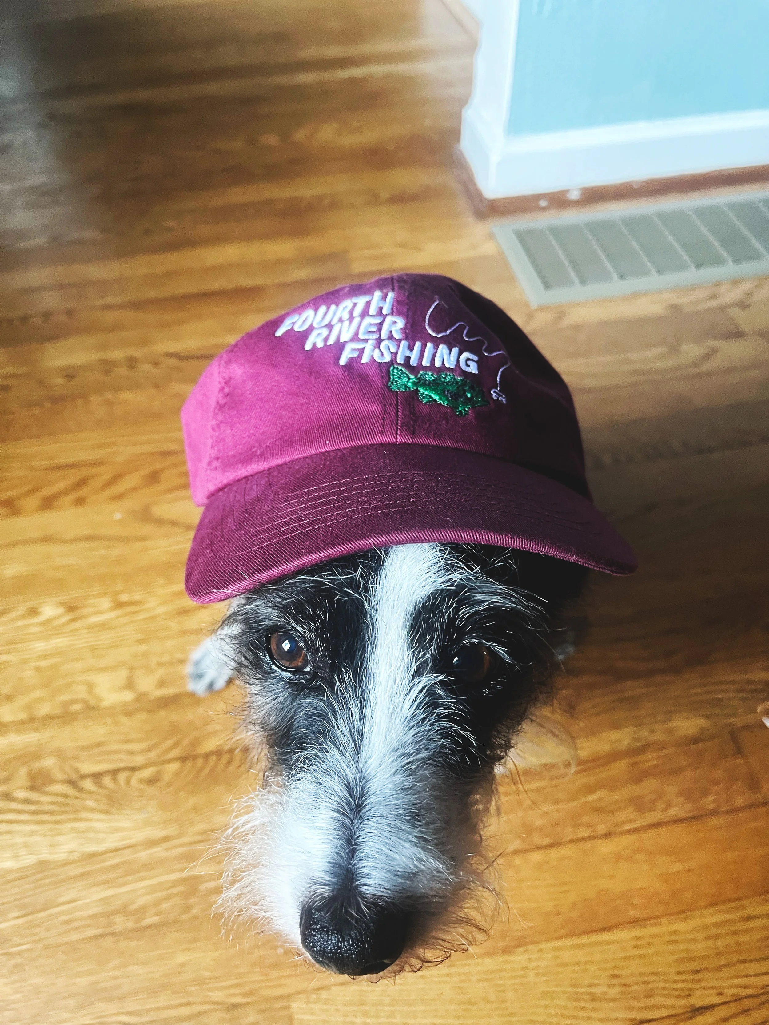 dogHat.jpg