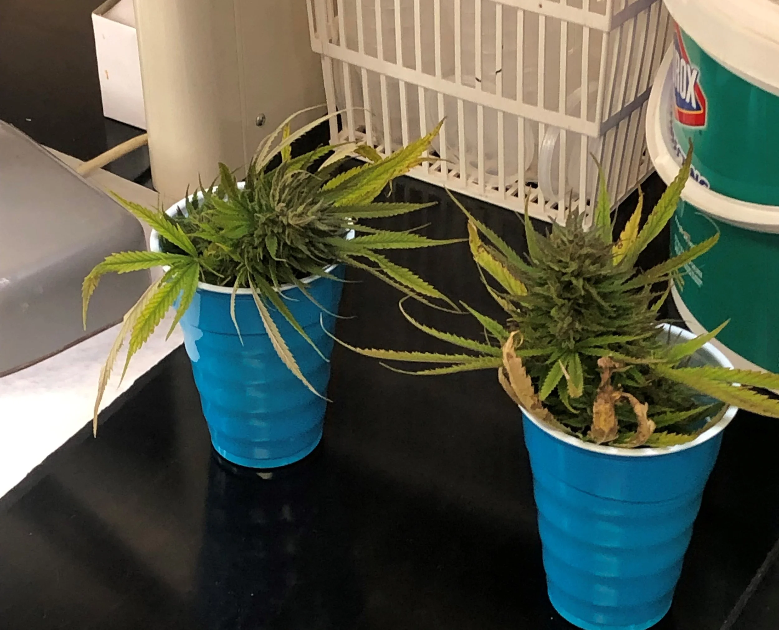 Gov. Ricketts isn’t Alone in Spreading Marijuana Myths – Here are Some Facts