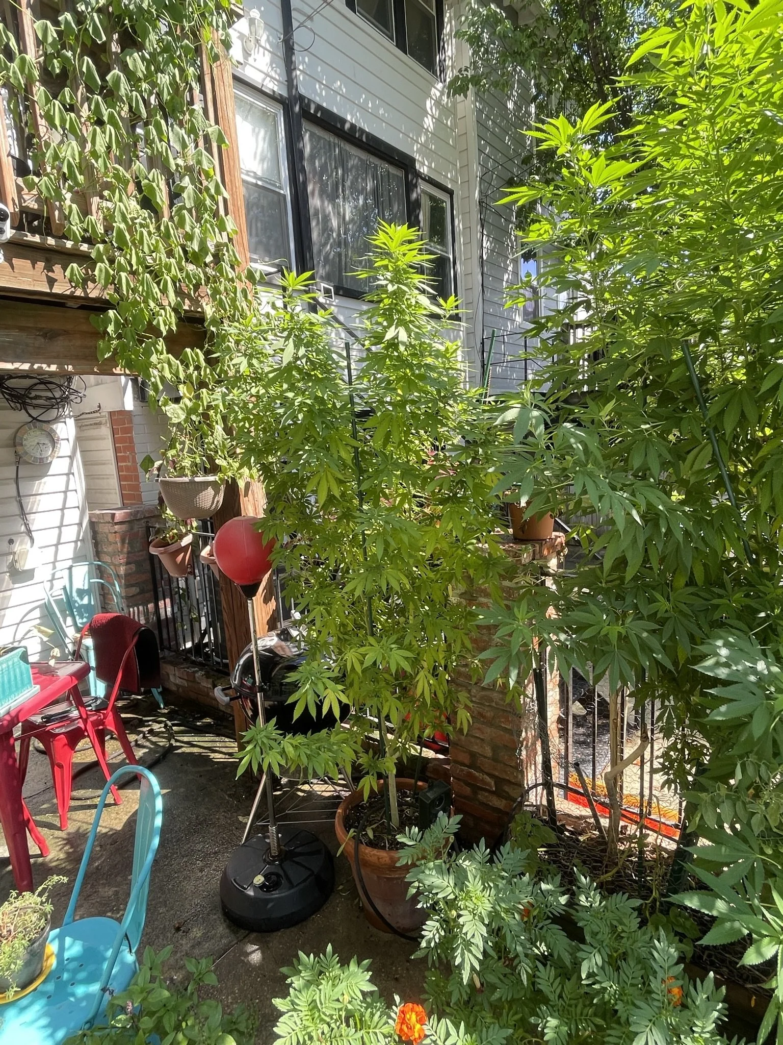 The Democratic Resistance to Marijuana 
