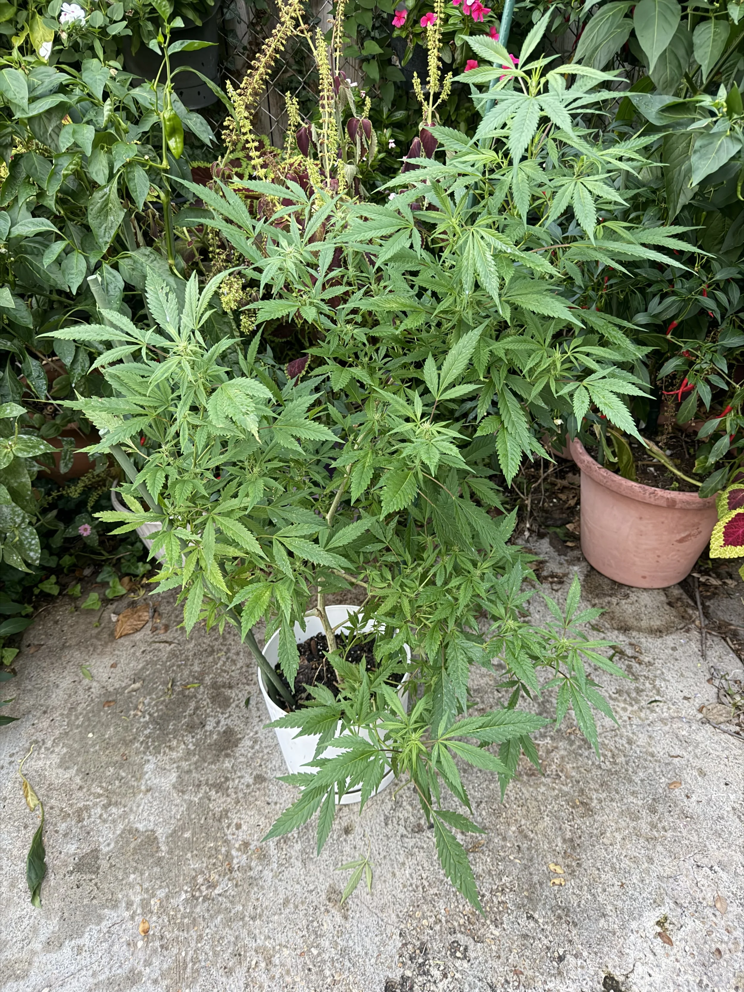 Sens. Warren &amp; Markey Oppose Massachusetts Ballot Measure To Roll Back Marijuana Legalization