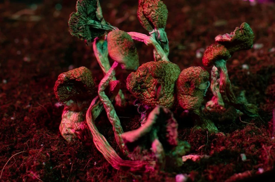 GOP Congressman Says Marijuana Rescheduling Should Expand To ‘Across-The-Board’ Review Of Psychedelics And Other Drugs