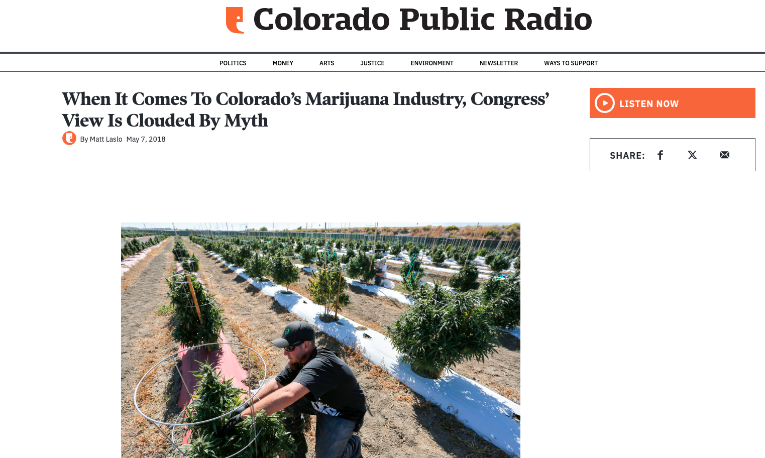 Screengrab of exclusiuve LCB cannabis feature for Colorado Public Radio; image of cannabis cultivation in field