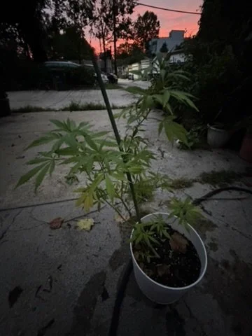 A cannabis plant grows legally in the nation's capital where recreational marijuana is legal. Photo: Matt Laslo