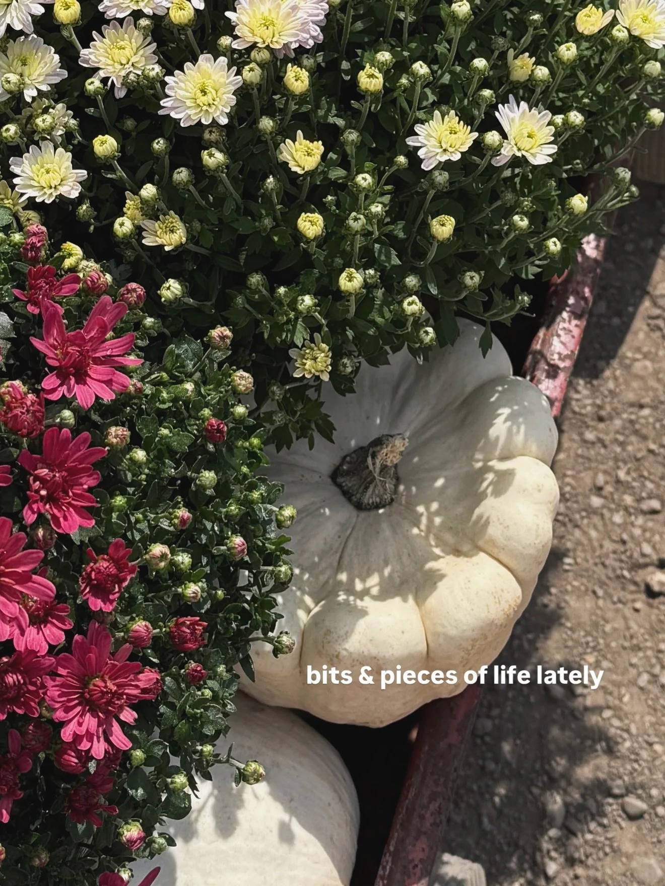 soaking it all in 🎉💍✨🍂🥂🥰🎃