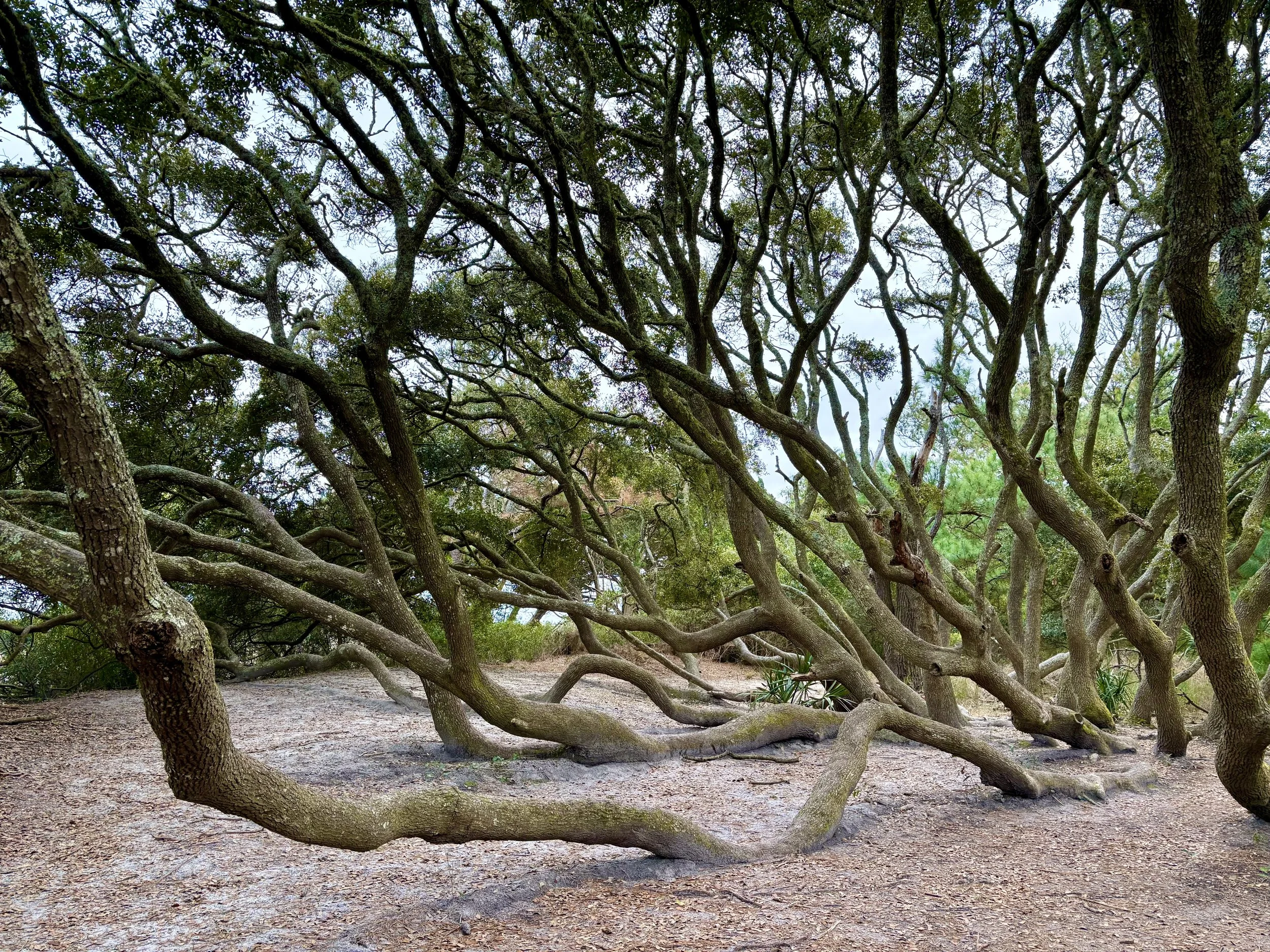 The Octopus Tree