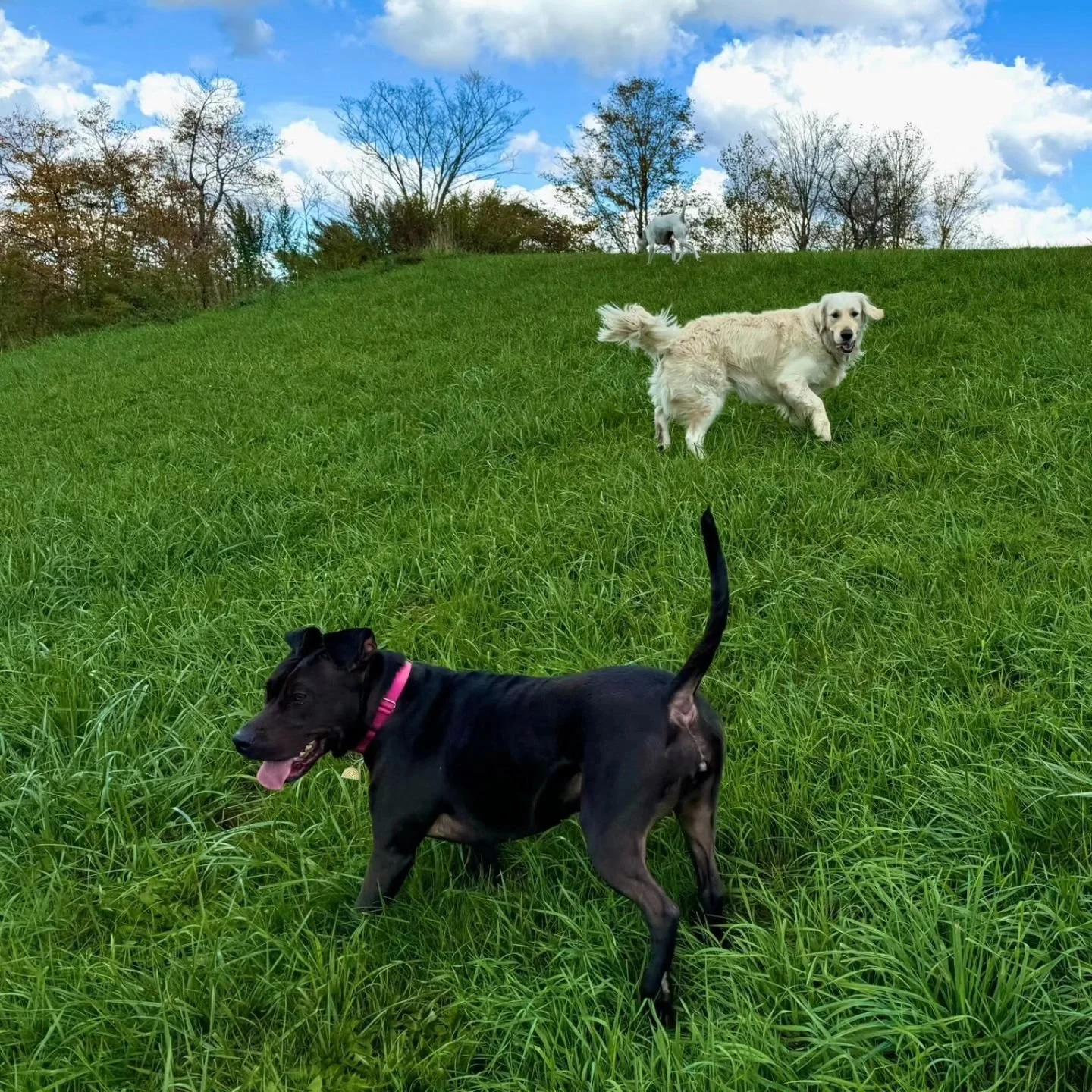 Weekend fun☀️☀️

#nycdogsofinstagram #nycdogcommunity #nycdogs #nycdogboarding #caninecountryquarters #caninephotography #fallfun🍁 #pitbullsofinstagram #labradorretriever