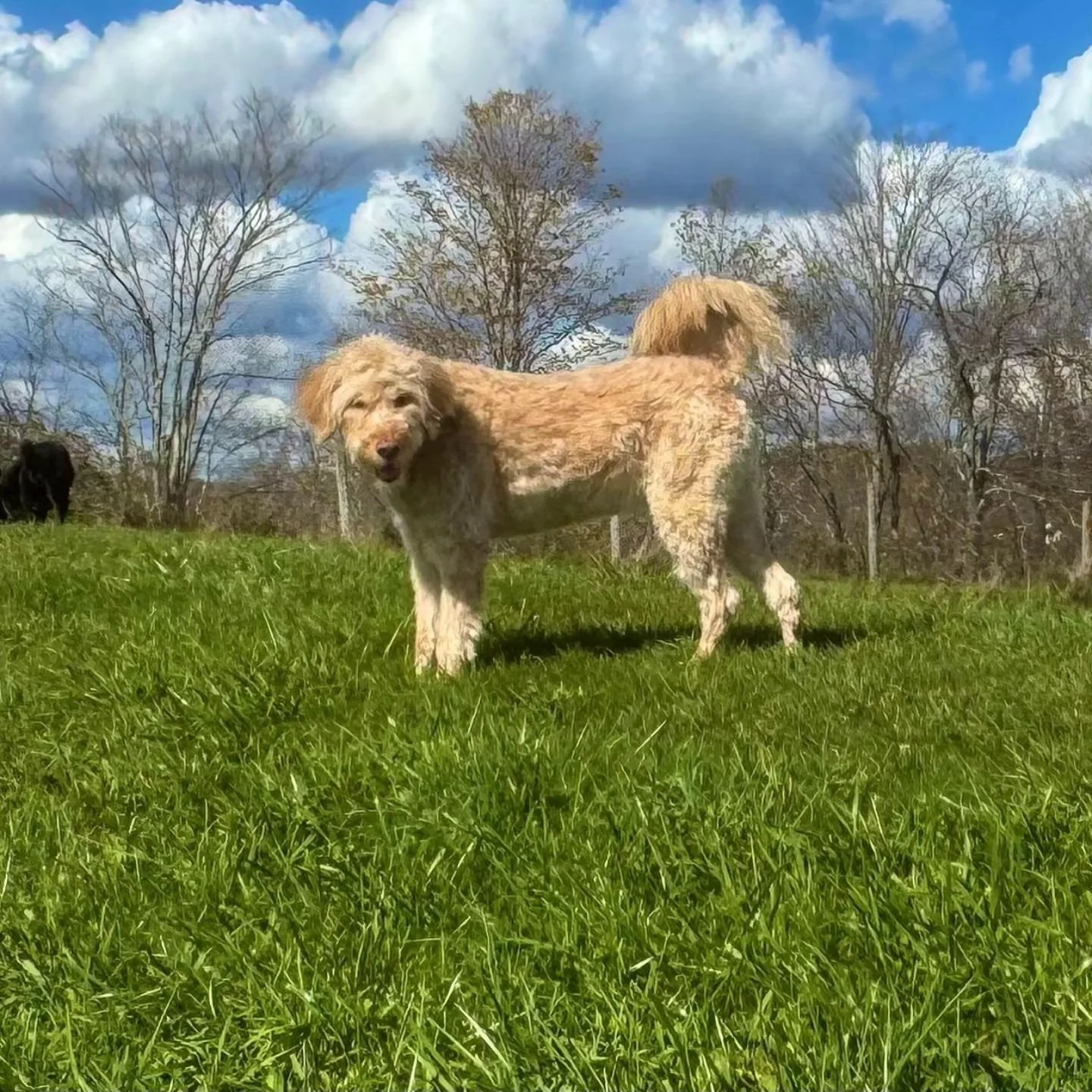 Meet Carlos🐶

#nycdogsofinstagram #nycdogs #nycdogevents #nycdogboarding #caninephotography #caninecountryquarters
