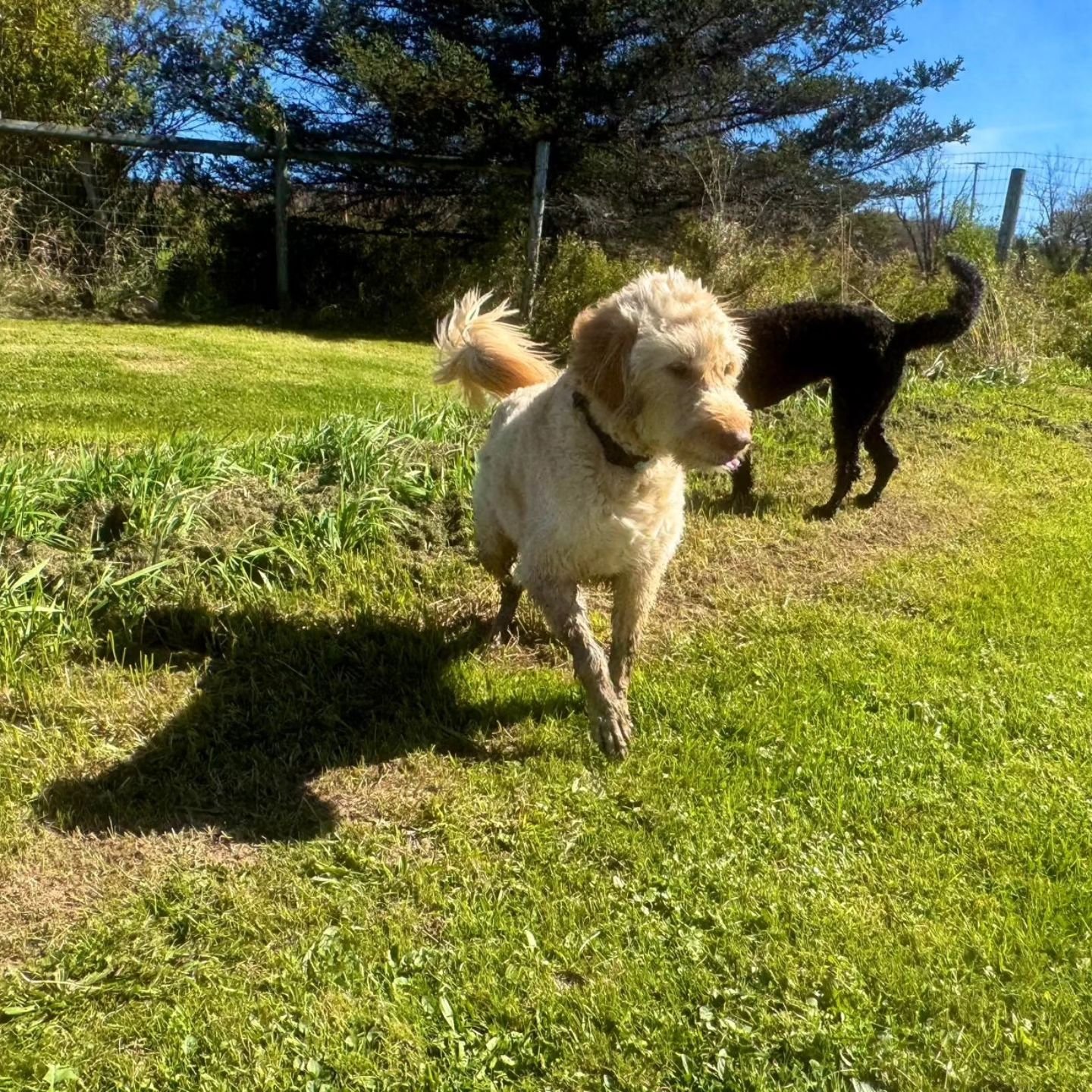 Fall is in the air 🍂🍁

#nycdogsofinstagram #nycdogcommunity #nycdogs #nycdogboarding #nycdogevents #caninecountryquarters #caninephotography
