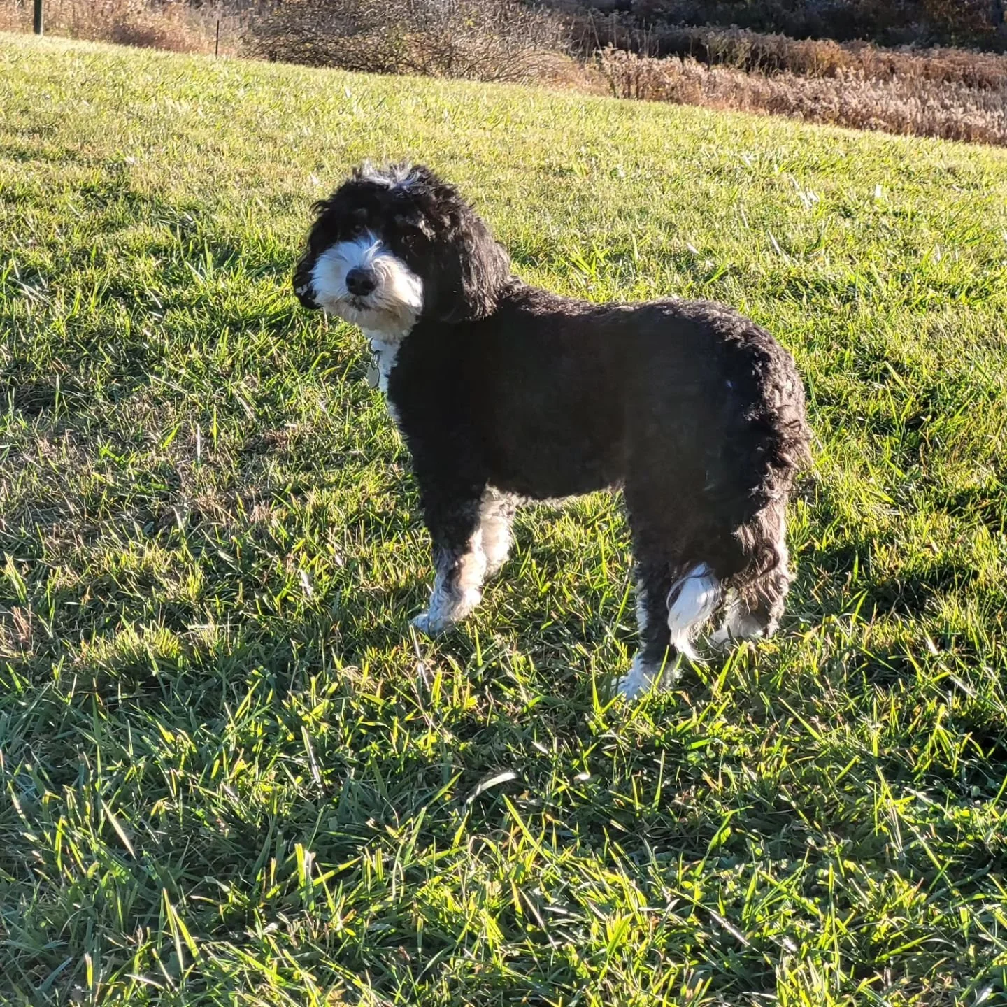 🍁🍂

#dogsoffall #fallpuppy #nycdogsofinstagram #nycdogcommunity #nycdogs #nycdogboarding