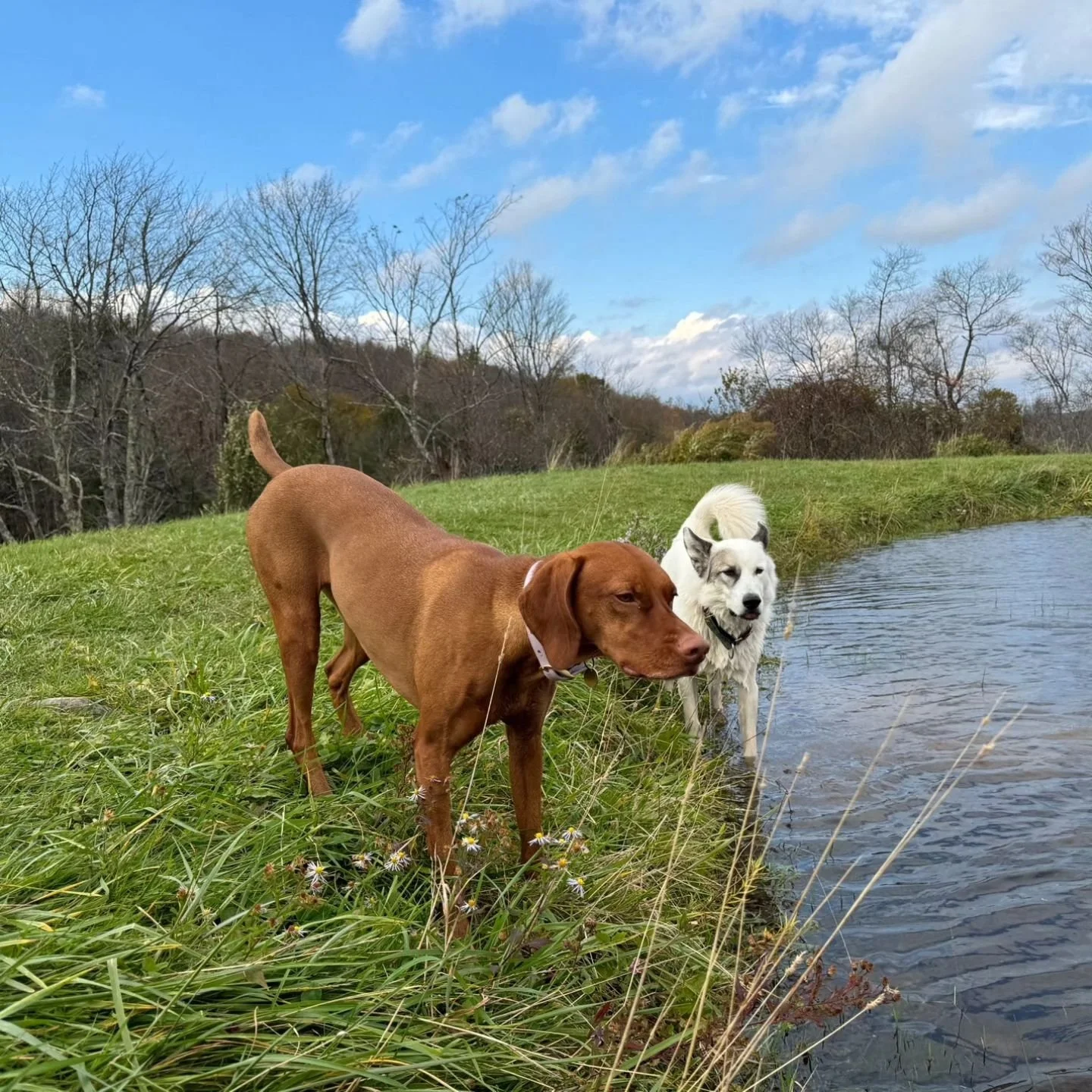 #nycdogsofinstagram #nycdogcommunity #nycdogs #doggydaycare #dogboarding #dogadventures #dogcamp #caninecountryquarters