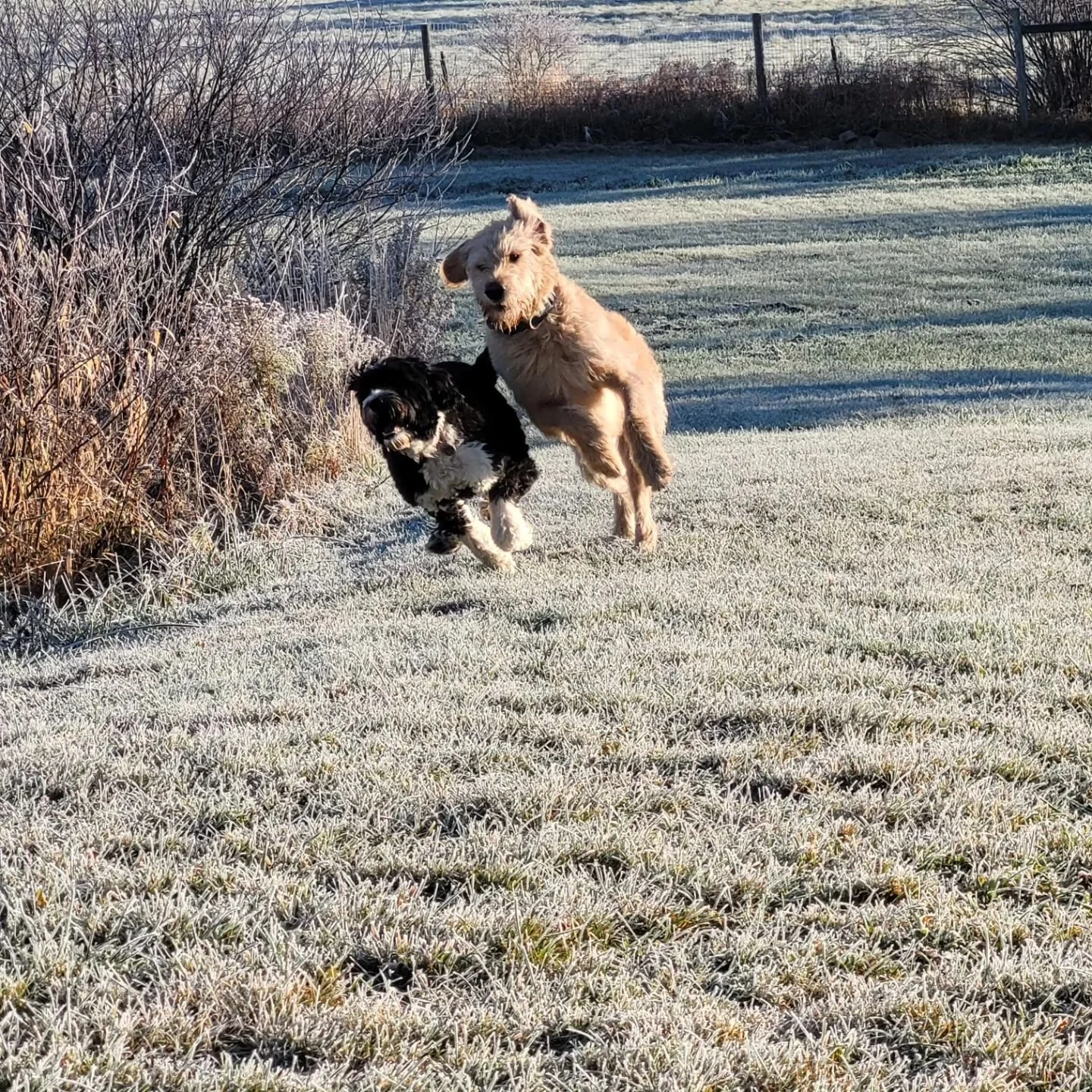 #caninecountryquarters #dogstagram #nycdogsofinstagram #nycdogcommunity #nycdogs #nycdogevents #dogboarding #doggydaycare