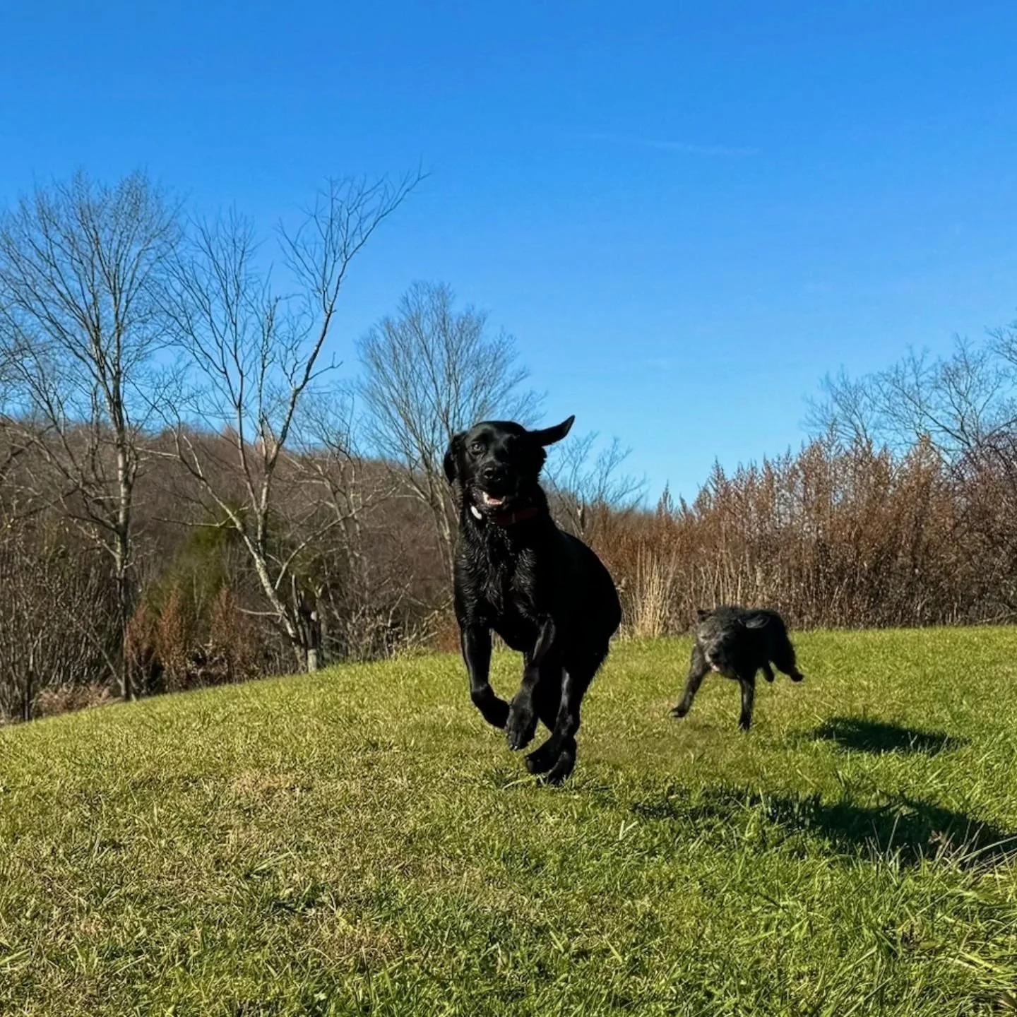 #nycdogsofinstagram #nycdogcommunity #nycdogs #nycdogevents #nycdogboarding #caninecountryquarters