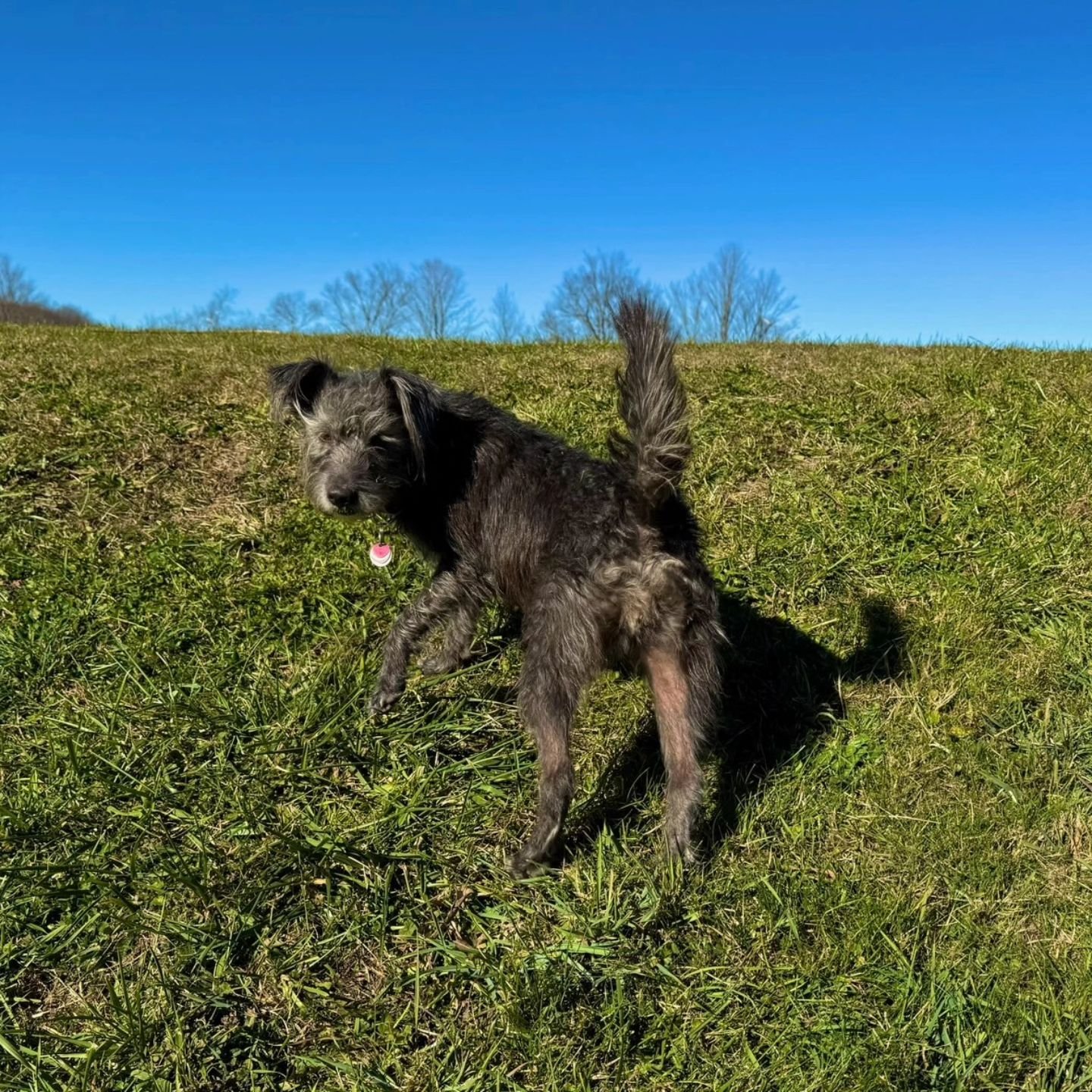 Happy Saturday!
#nycdogsofinstagram #nycdogcommunity #nycdogs #nycdogevents #nycdogboarding #njdogboarding