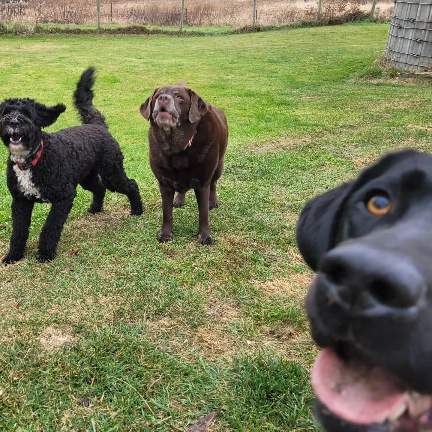 #dogstagram #nycdogsofinstagram #nycdogcommunity #nycdogboarding #nycdogevents #njdogboarding #caninecountryquarters