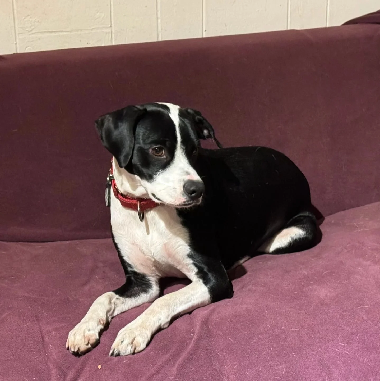 #nycdogsofinstagram #nycdogcommunity #nycdogs #nycdogevents #nycdogboarding #njdogboarding #njdogboarding