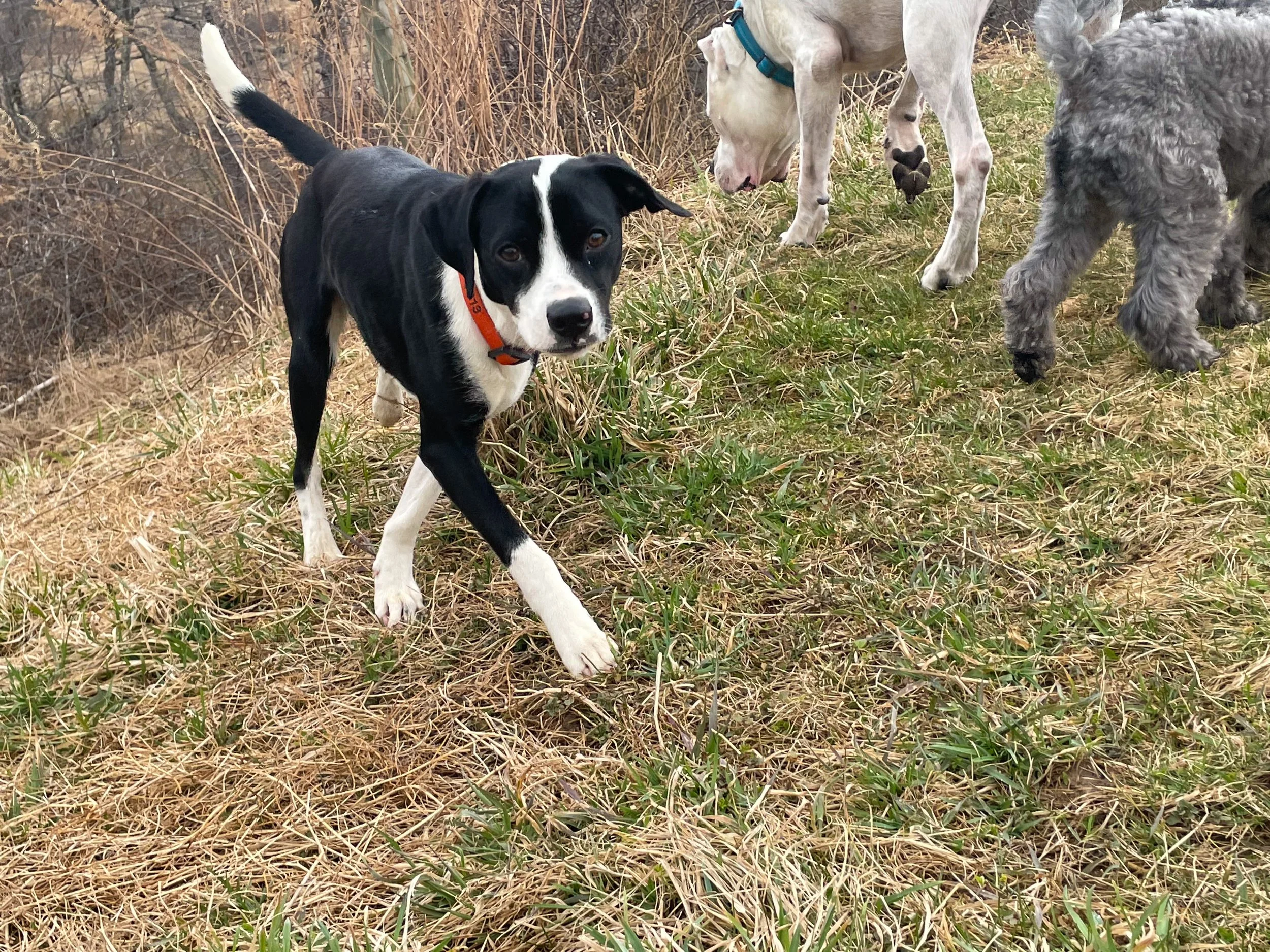 Cute black and white dog in fall walking around ROAM Camp overnight no kennel dog boarding farm..jpeg
