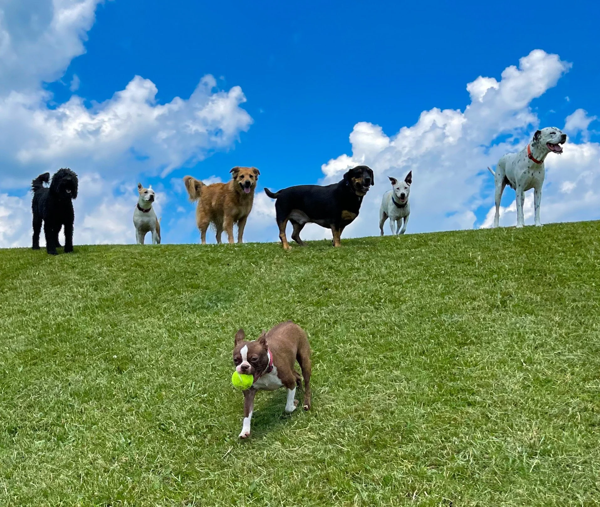 Dogs standing along grassy ridge at ROAM Camp overnight dog boarding NYC..jpeg