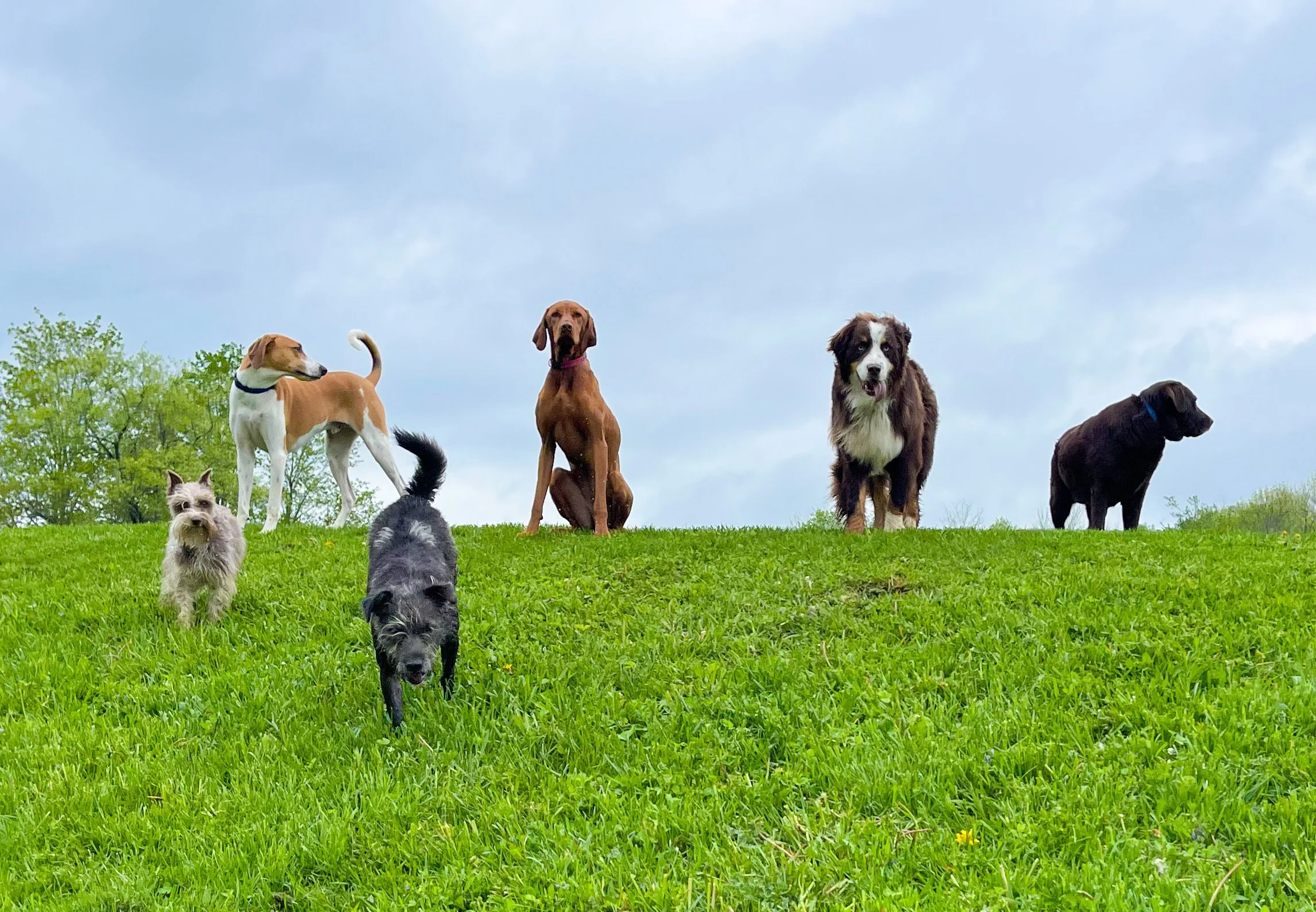 Large dogs on a grassy summer hilltop at ROAM Camp overnight dog boarding NYC..jpeg