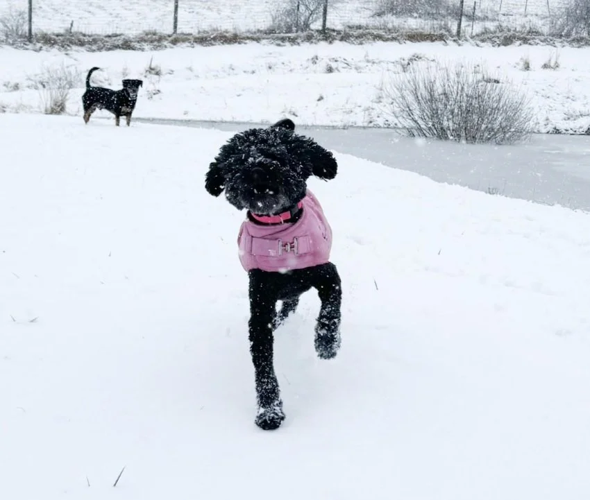 Cute black poodle in a pink sweater romps through the winter snow at Top Rated ROAM Camp NYC..jpg