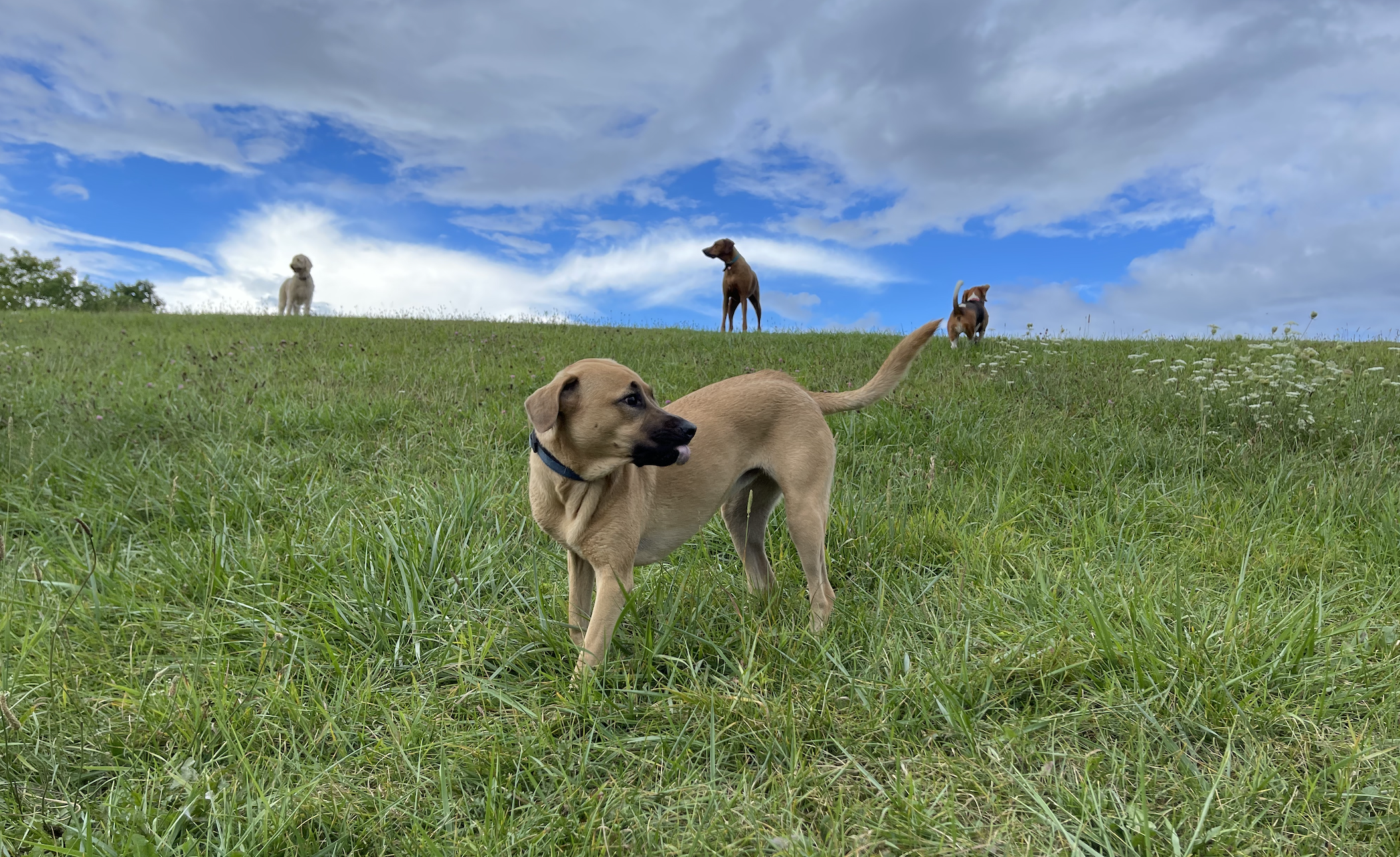 Large brown dog campers playing on a hill at ROAM Camp overnight dog boarding NYC..png
