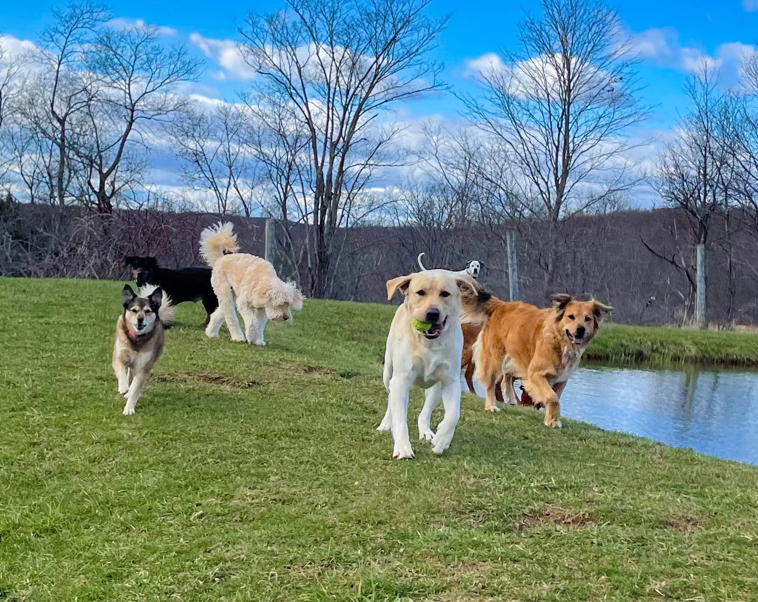 Husky, Poodle, Labrador and brown dog playing by pond during Spring at ROAM Camp NYC overnight dog boarding..jpeg