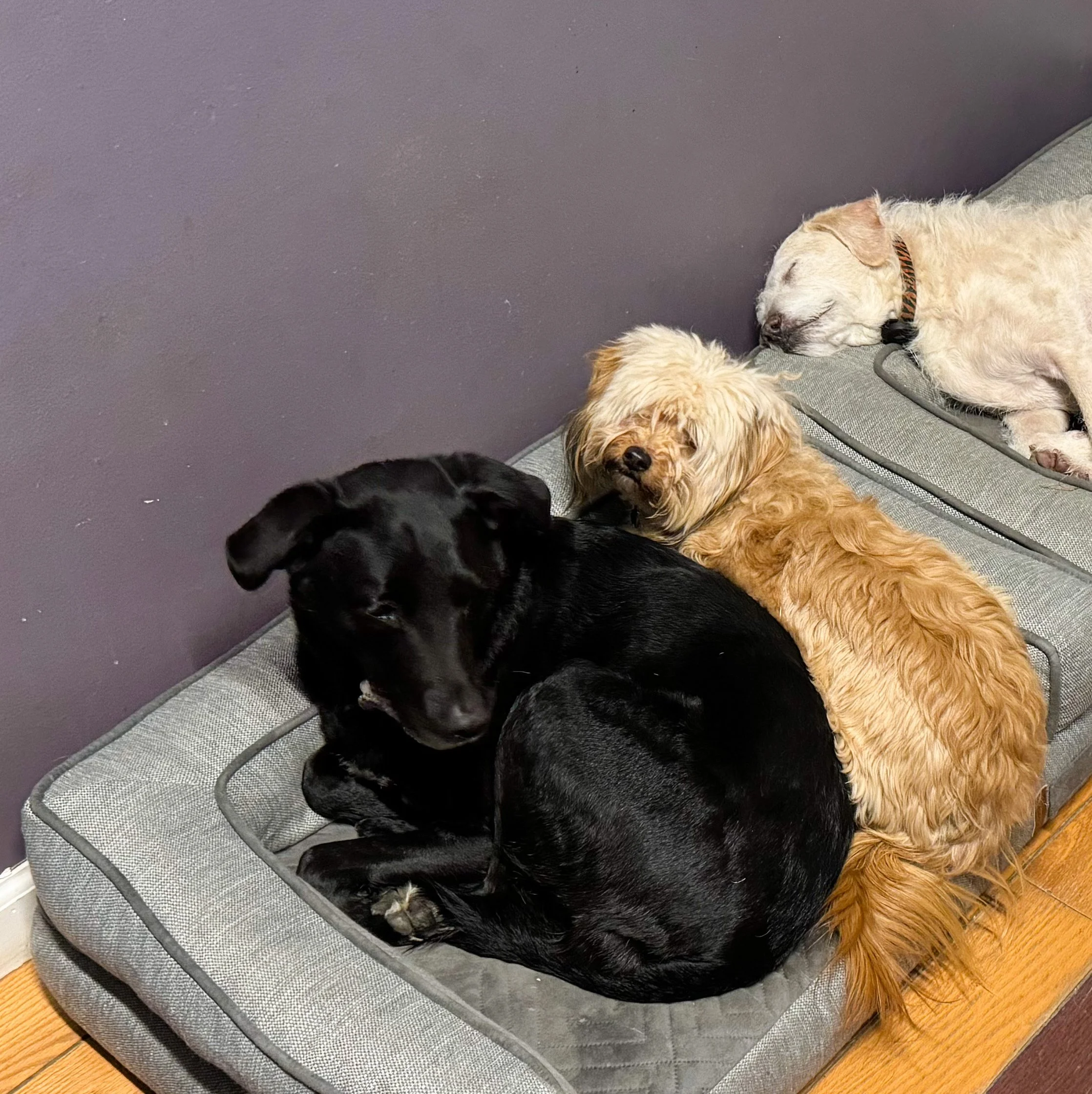 A black dog and two tan dogs relax in the farm house on beds at ROAM Camp NYC kennel free..jpeg