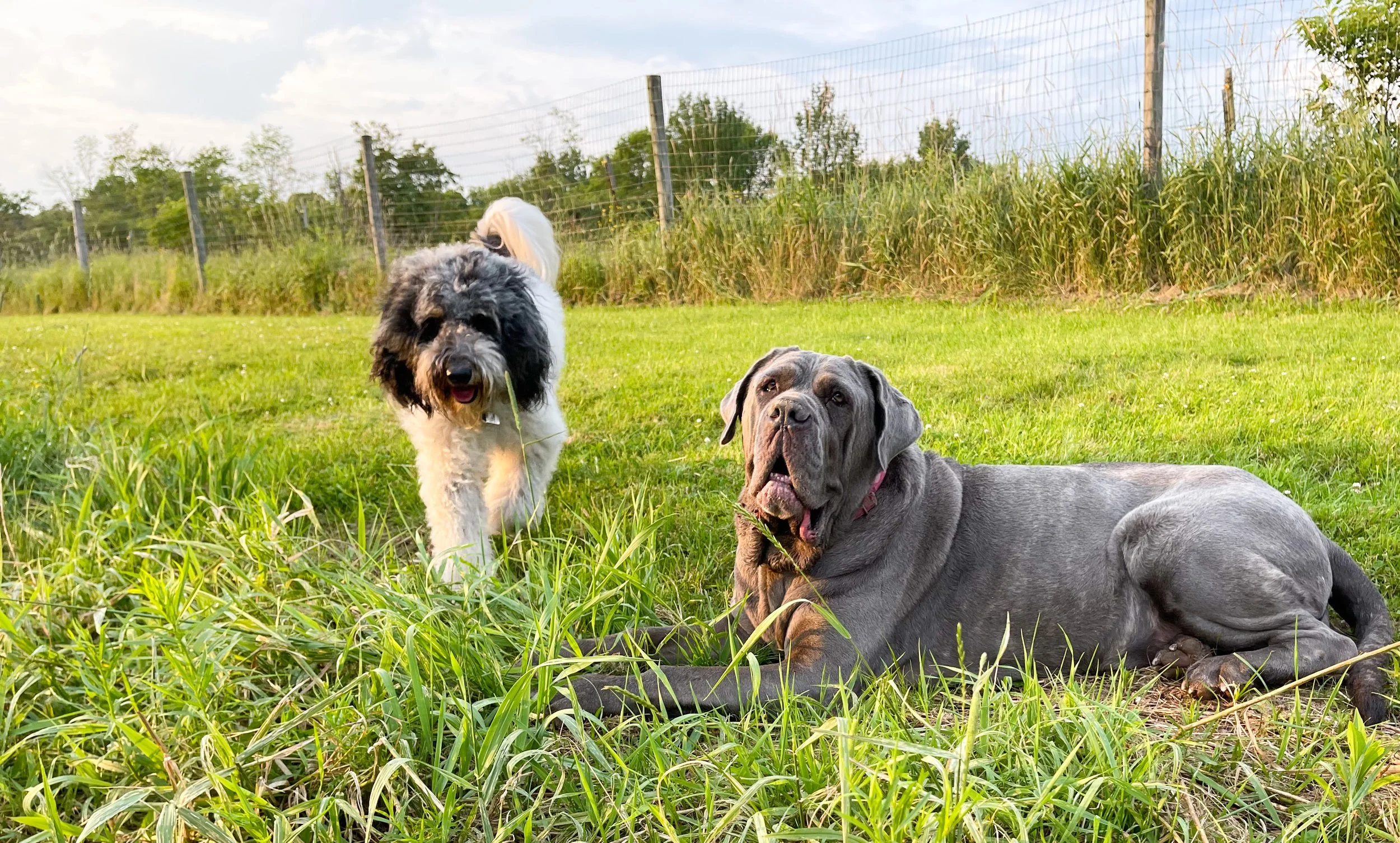 Mastiff and Poodle enjoying the grassy runs at ROAM Camp for overnight kennel free dog boarding..jpeg