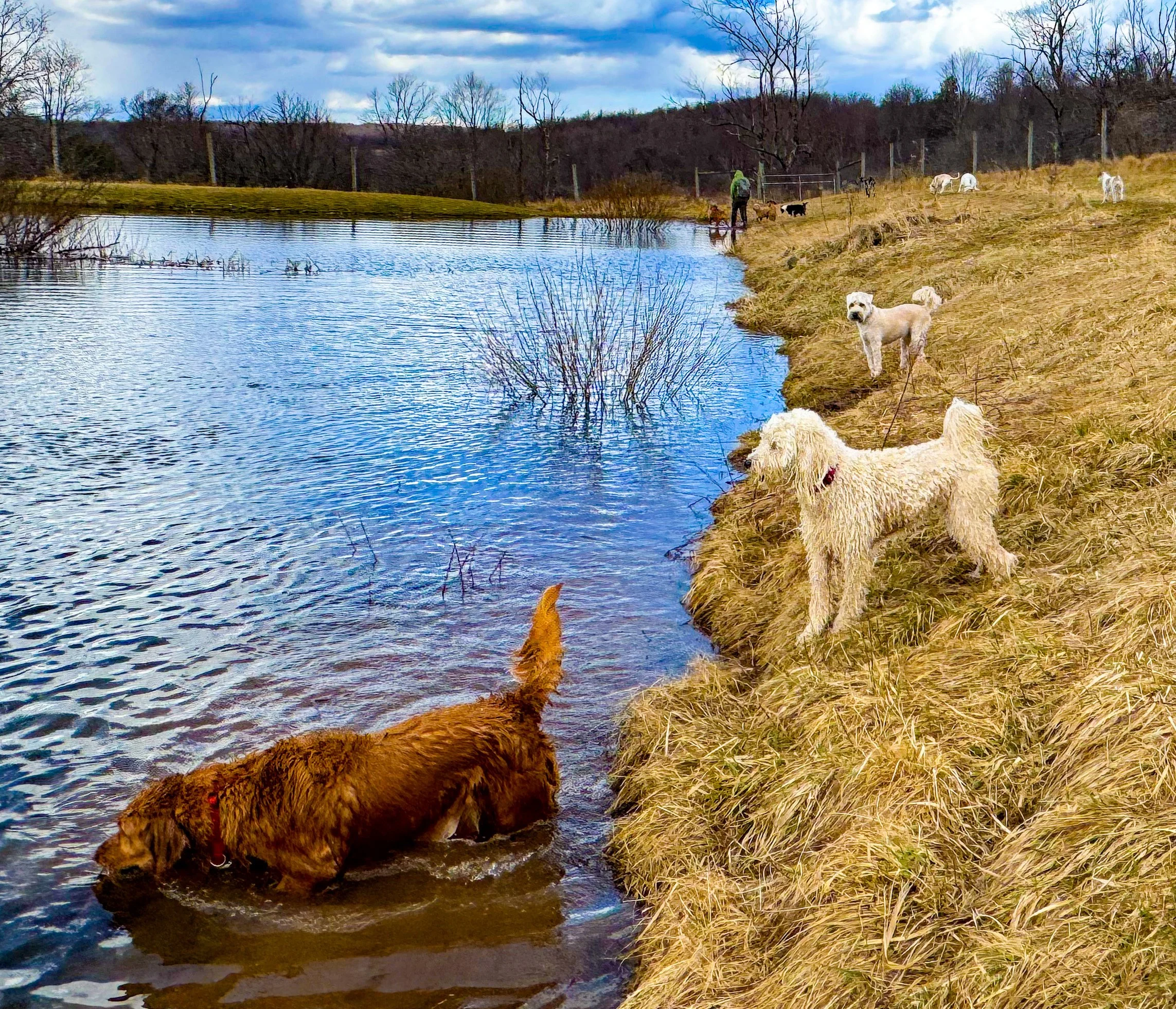 Happy dogs playing in the pond at NYC's top reviewed free run dog boarding facility..jpeg