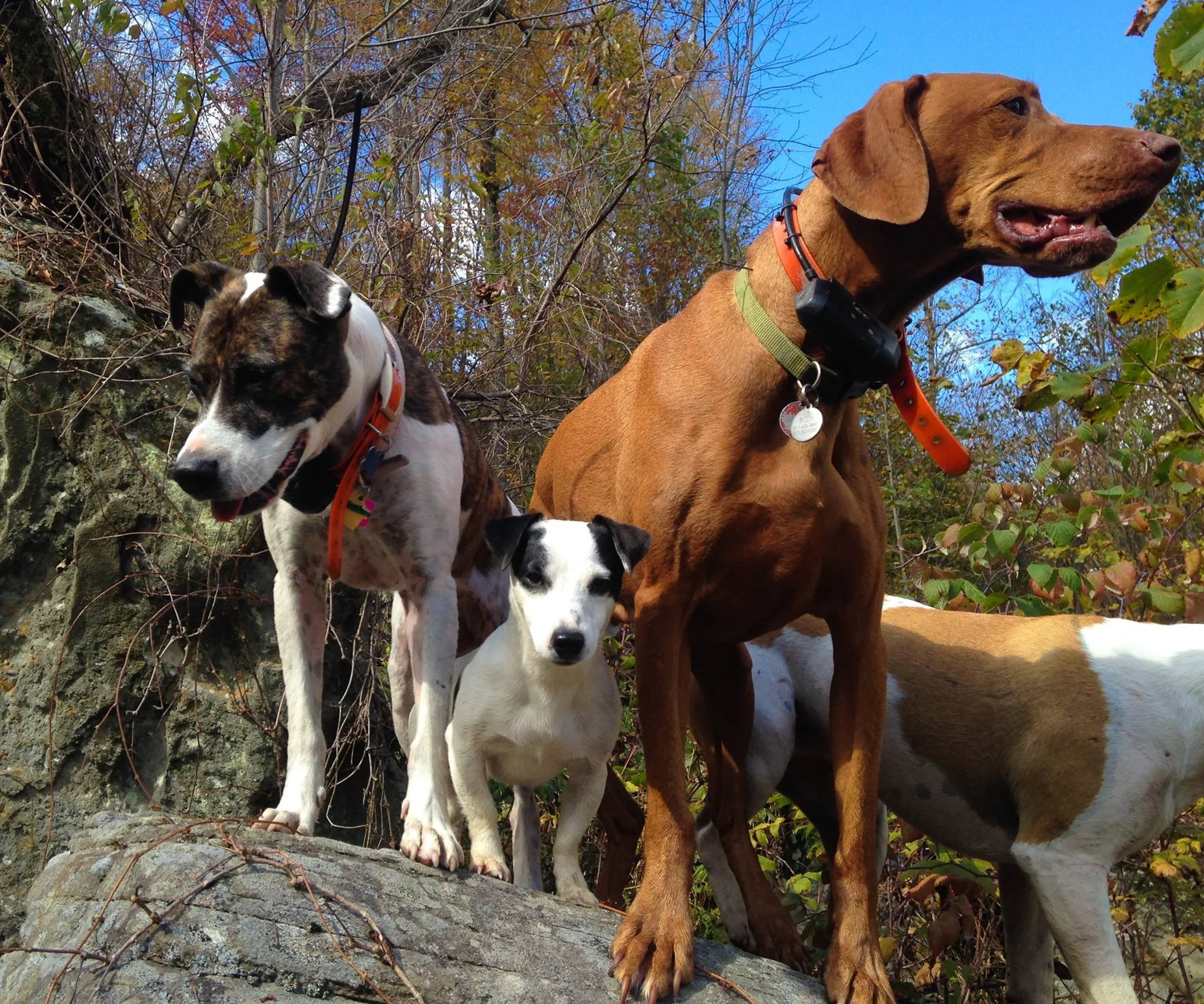Large and small pups on rock in fall looking at ROAM Camp Overnight Dog Boarding NYC..jpg