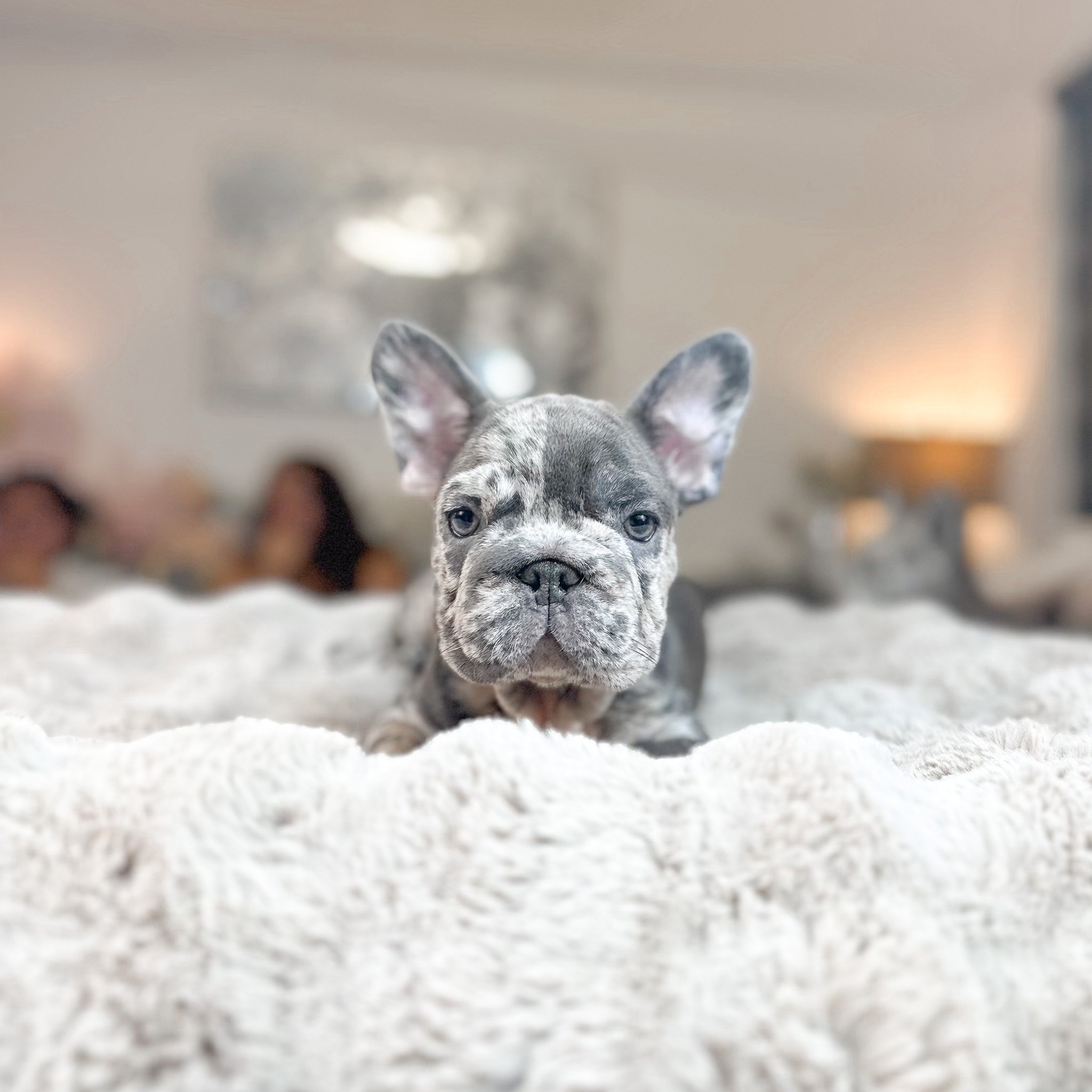 blue merle French bulldog
