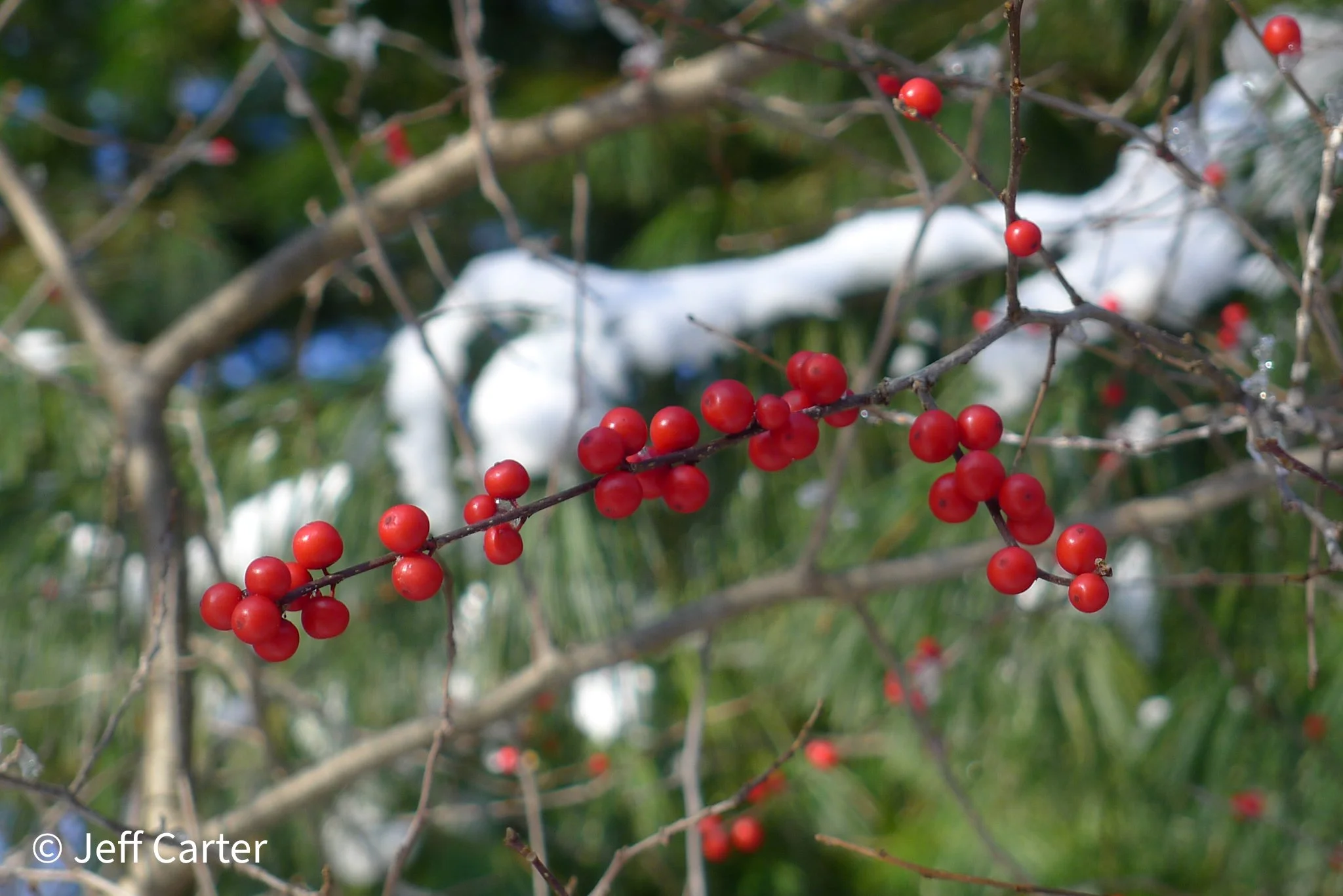 Winterberries, Beyond the Holidays